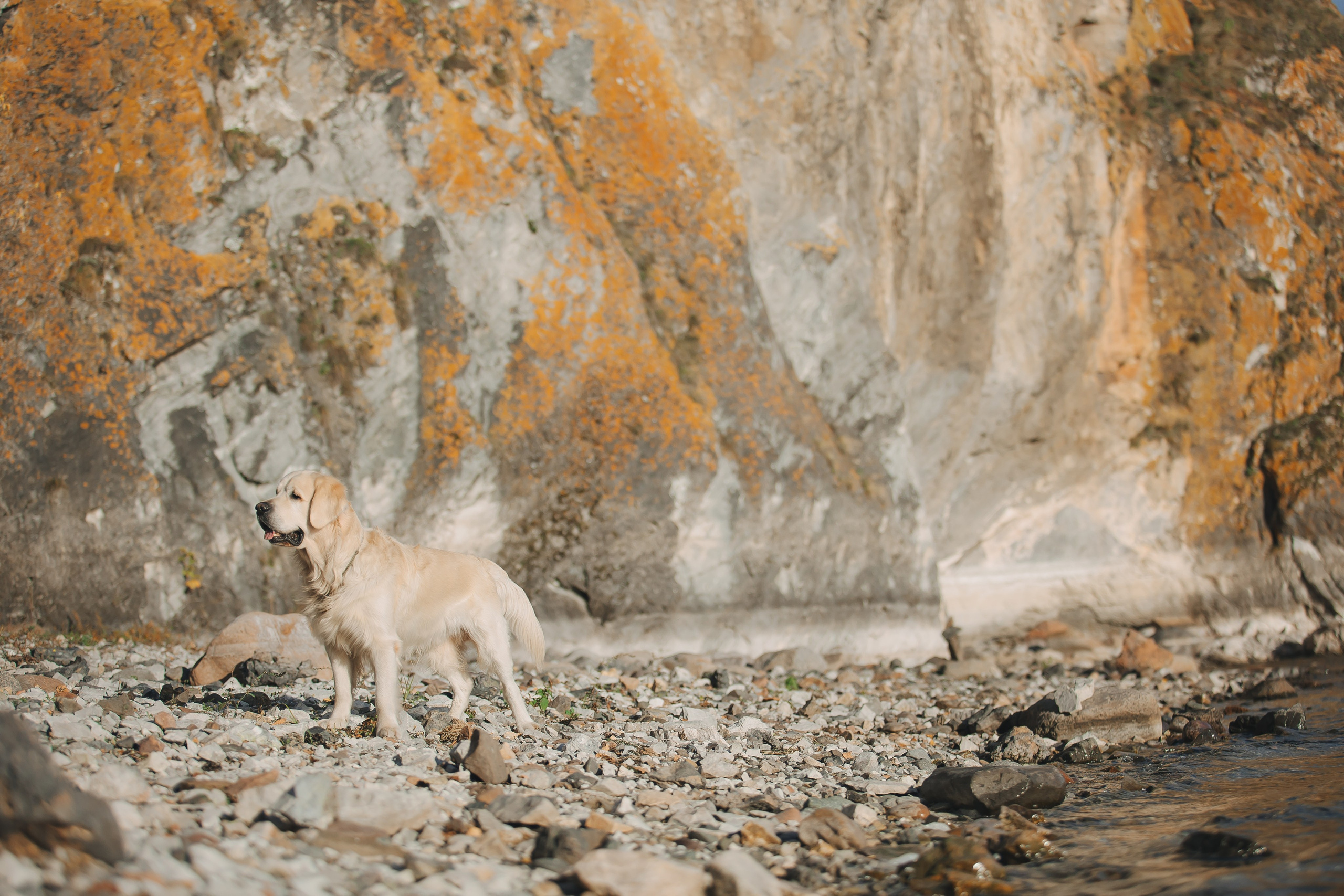 Снежик и Веста. Свадебный и женский фотограф