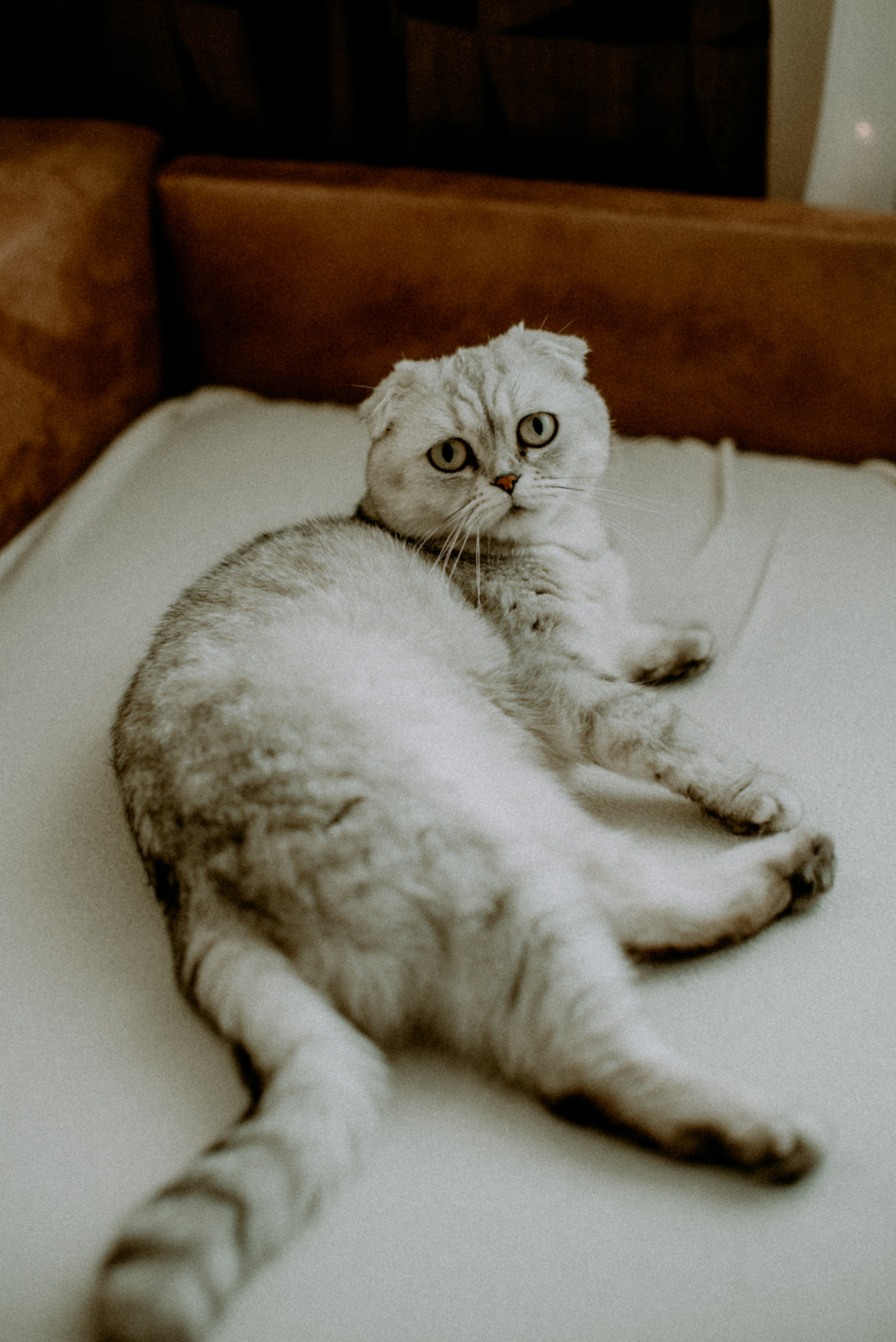 Катя, Дима, Полина. Свадебный фотограф, фотограф беременности Дарья Доценко