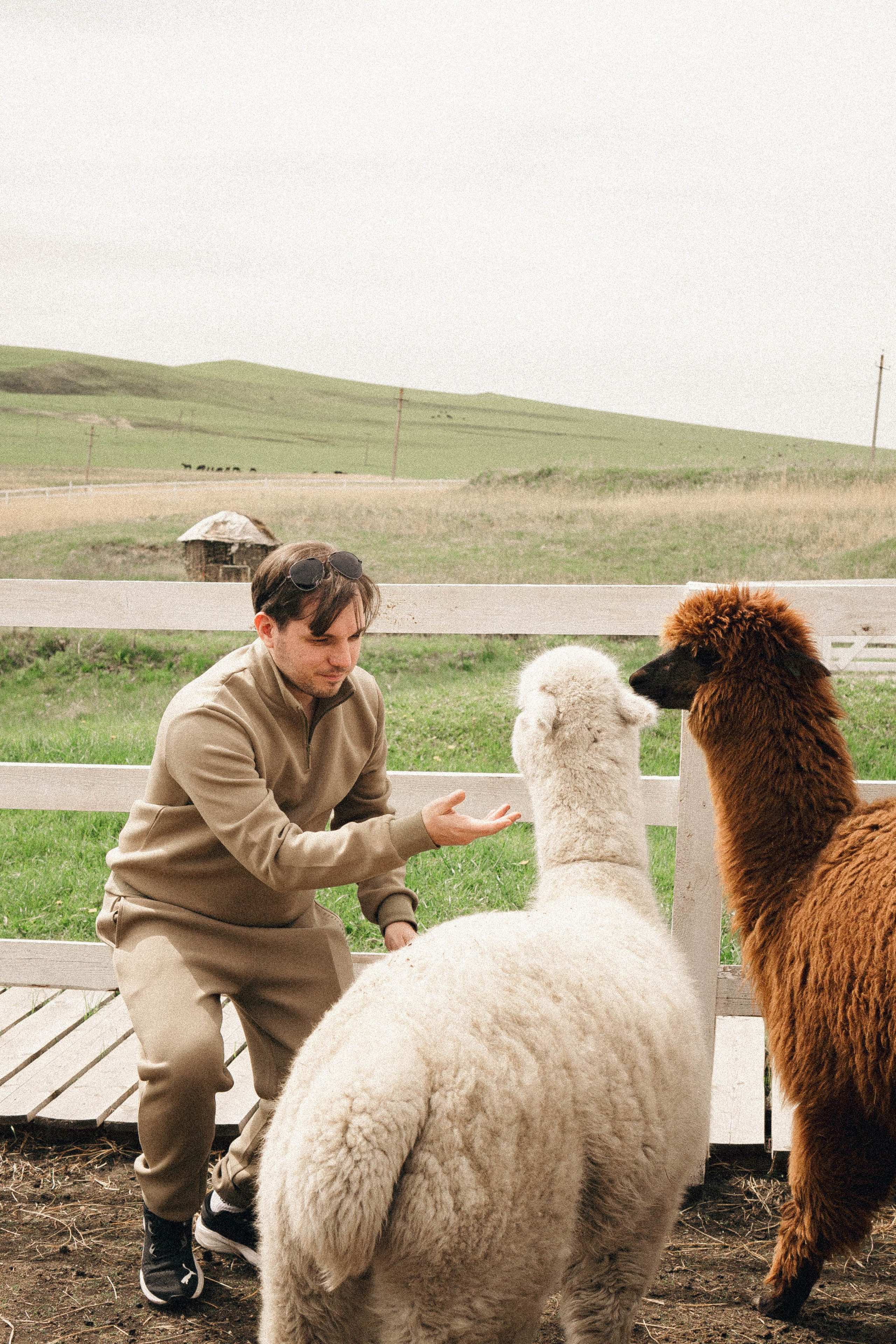 Ферма Альпак. Профессиональный фотограф, Санкт-Петербург — Виктория Богомолова
