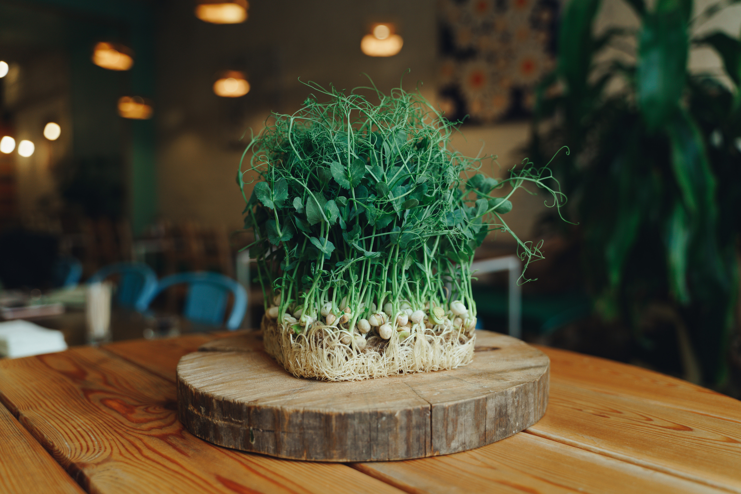 IGrow. Фотограф в Санкт-Петербурге