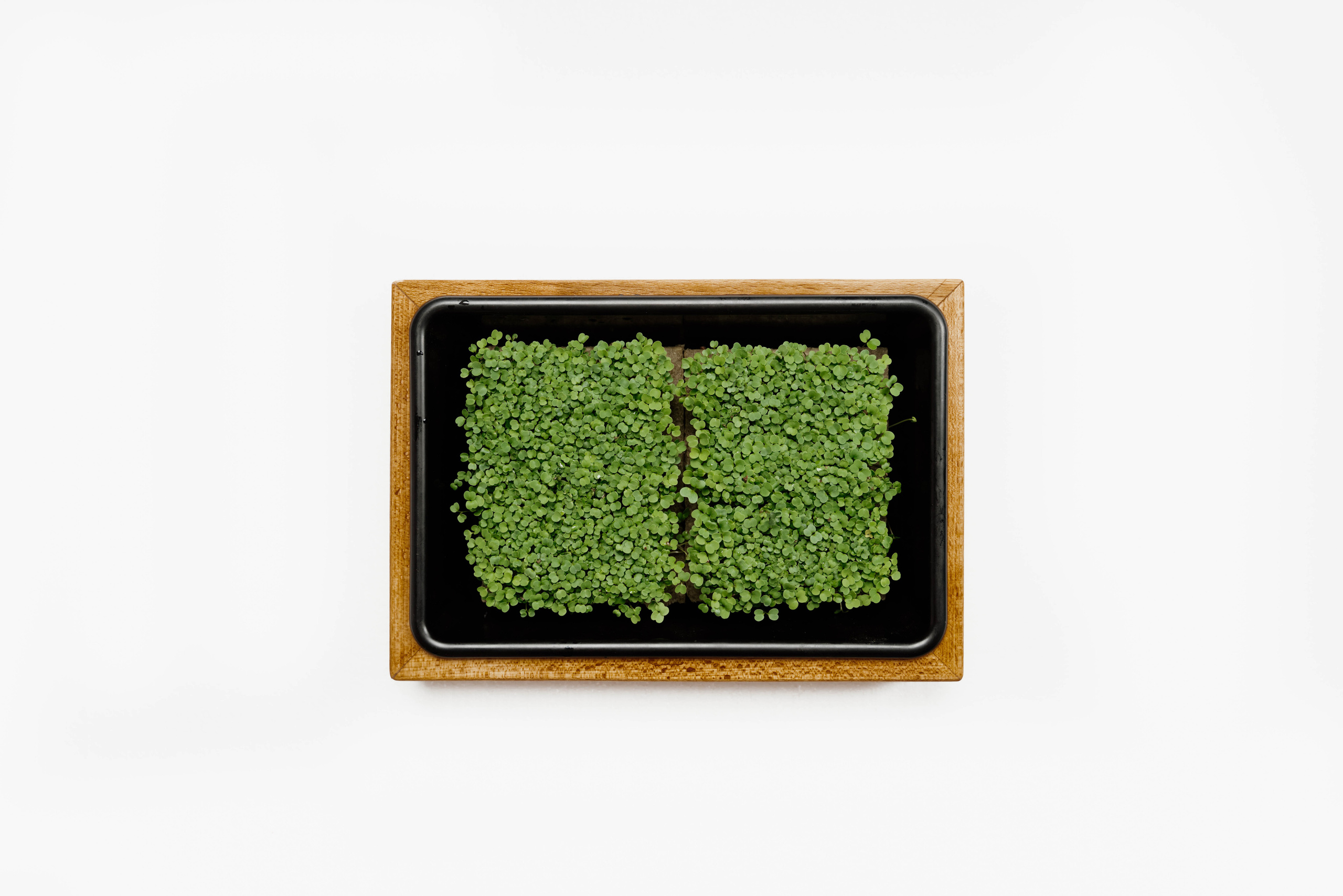 IGrow. Фотограф в Санкт-Петербурге