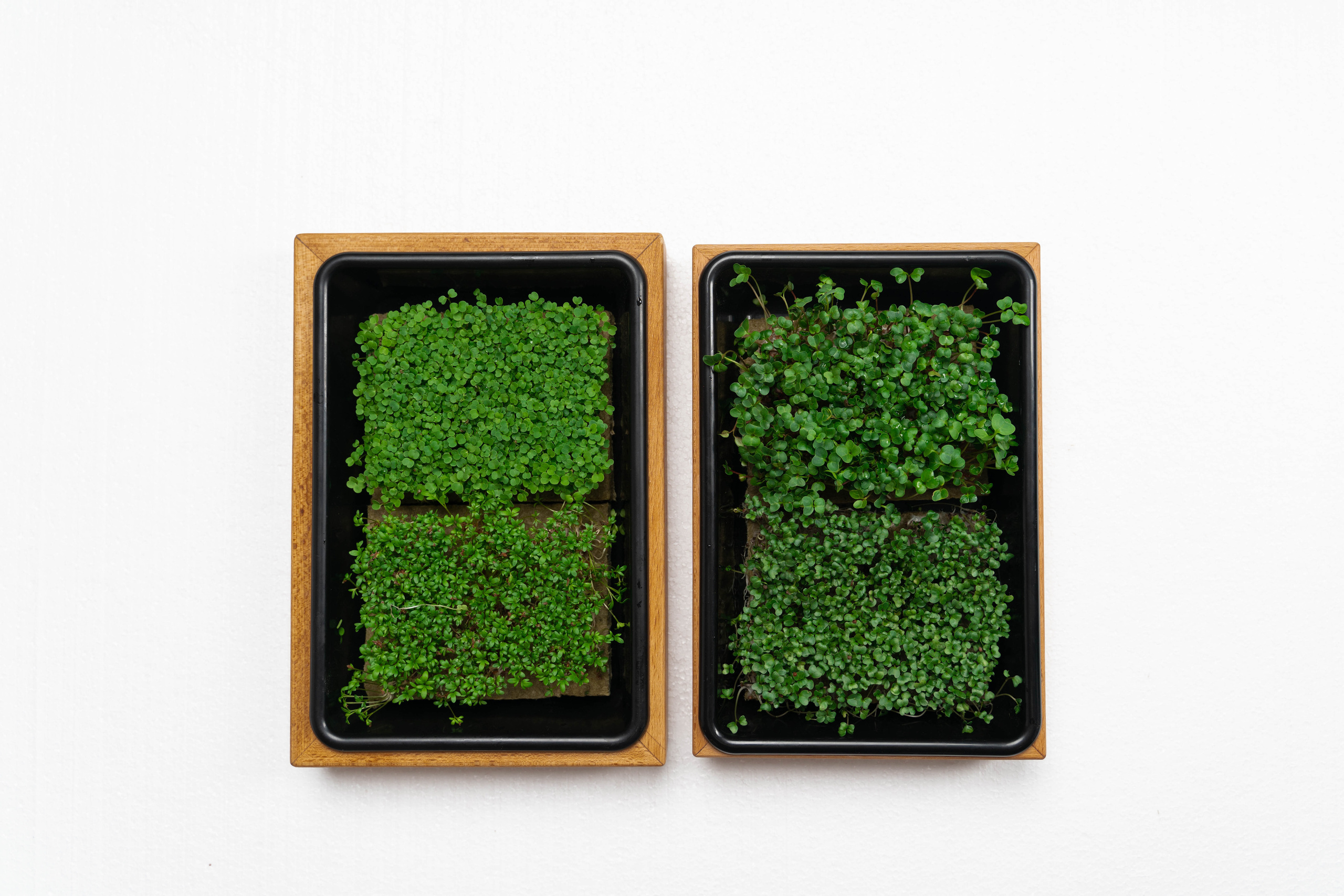 IGrow. Фотограф в Санкт-Петербурге