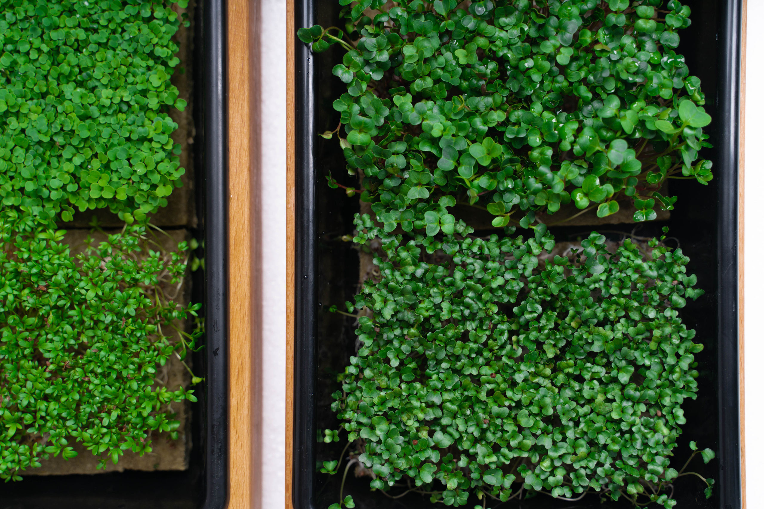 IGrow. Фотограф в Санкт-Петербурге