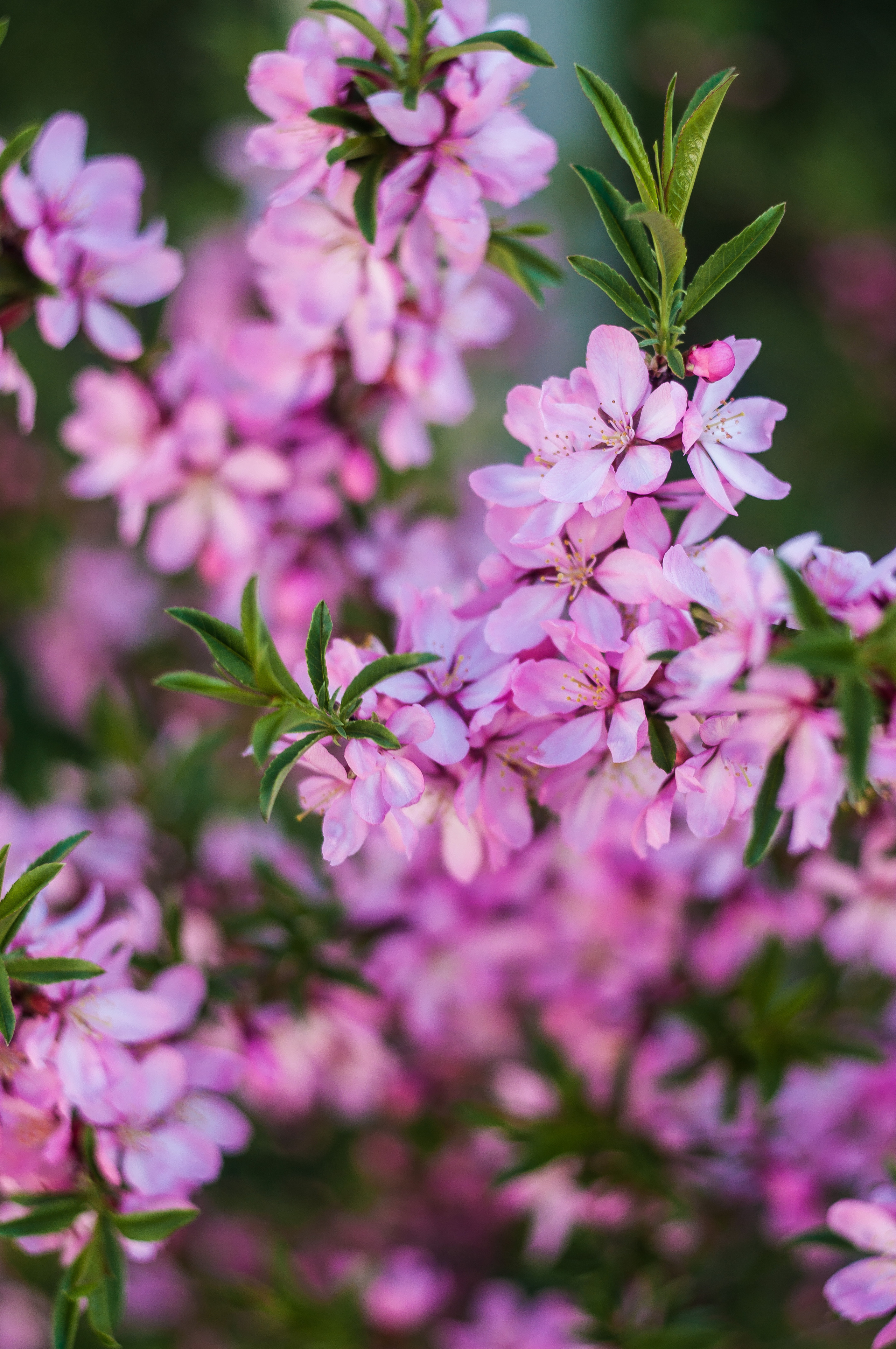 Художественное макро. Мотофотограф в Нижнем Новгороде Динара Зуйкова