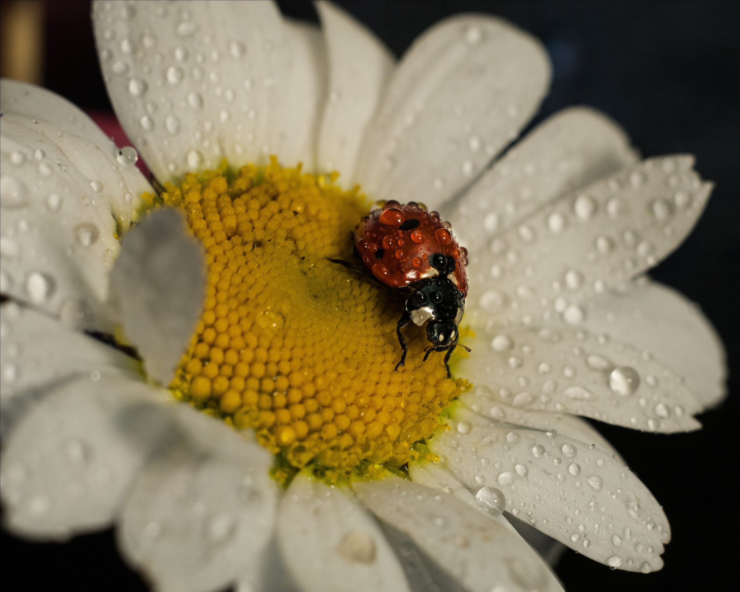 Художественное макро. Мотофотограф в Нижнем Новгороде Динара Зуйкова