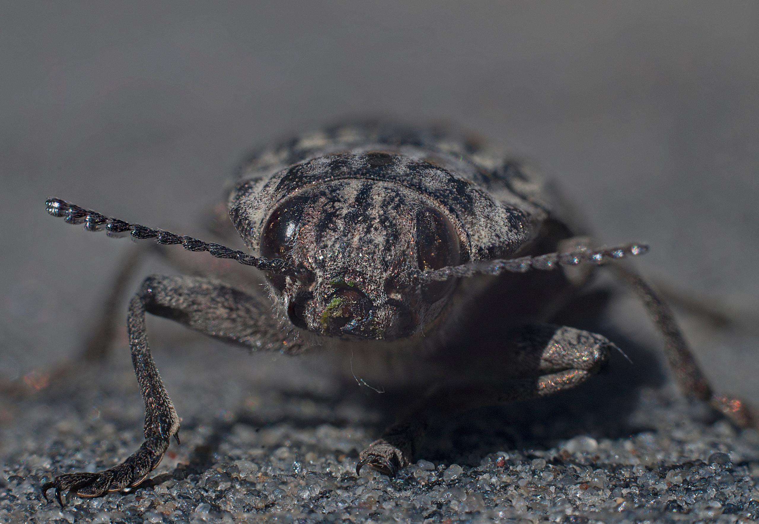 Художественное макро. Мотофотограф в Нижнем Новгороде Динара Зуйкова