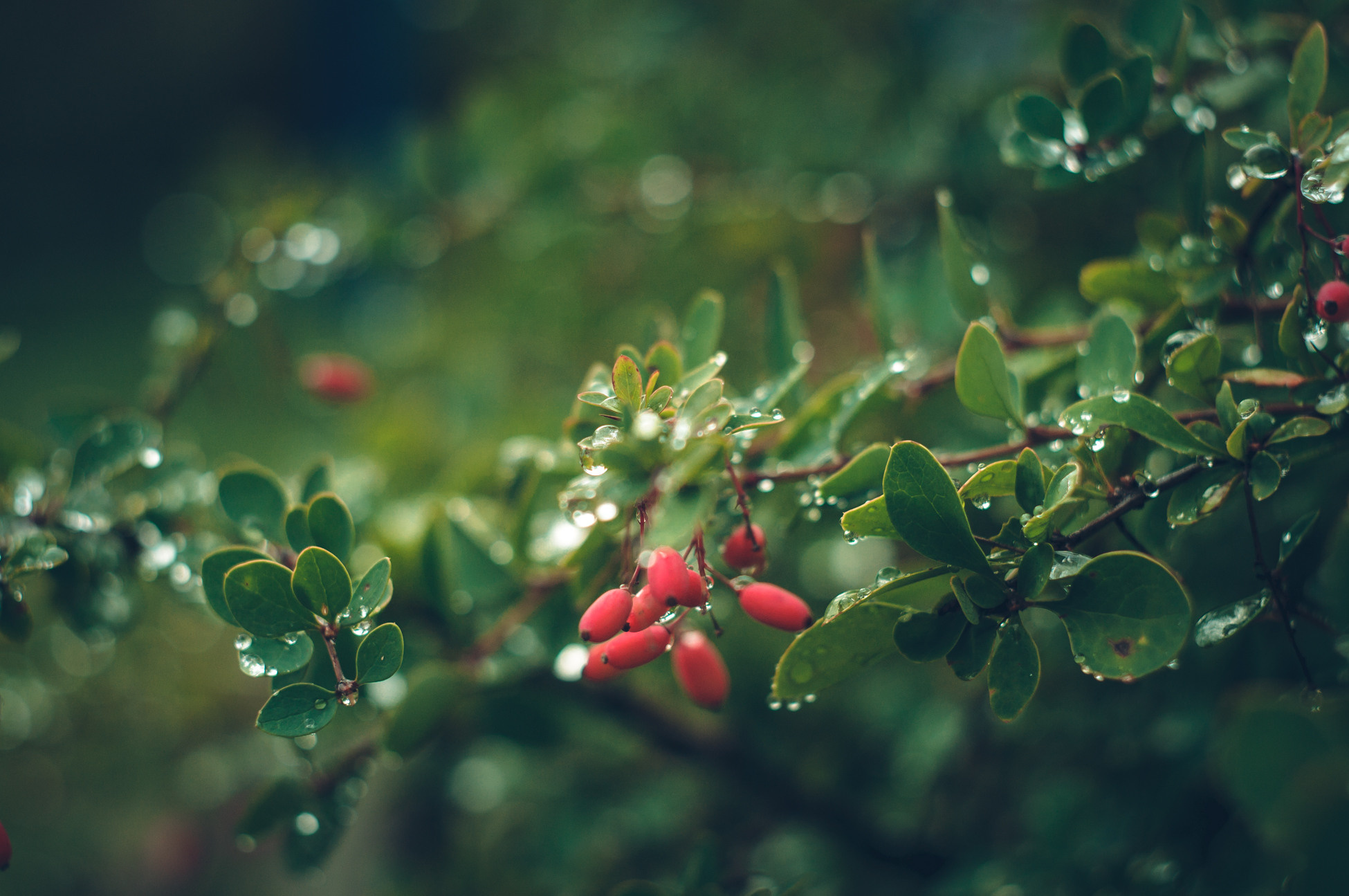 Художественное макро. Мотофотограф в Нижнем Новгороде Динара Зуйкова