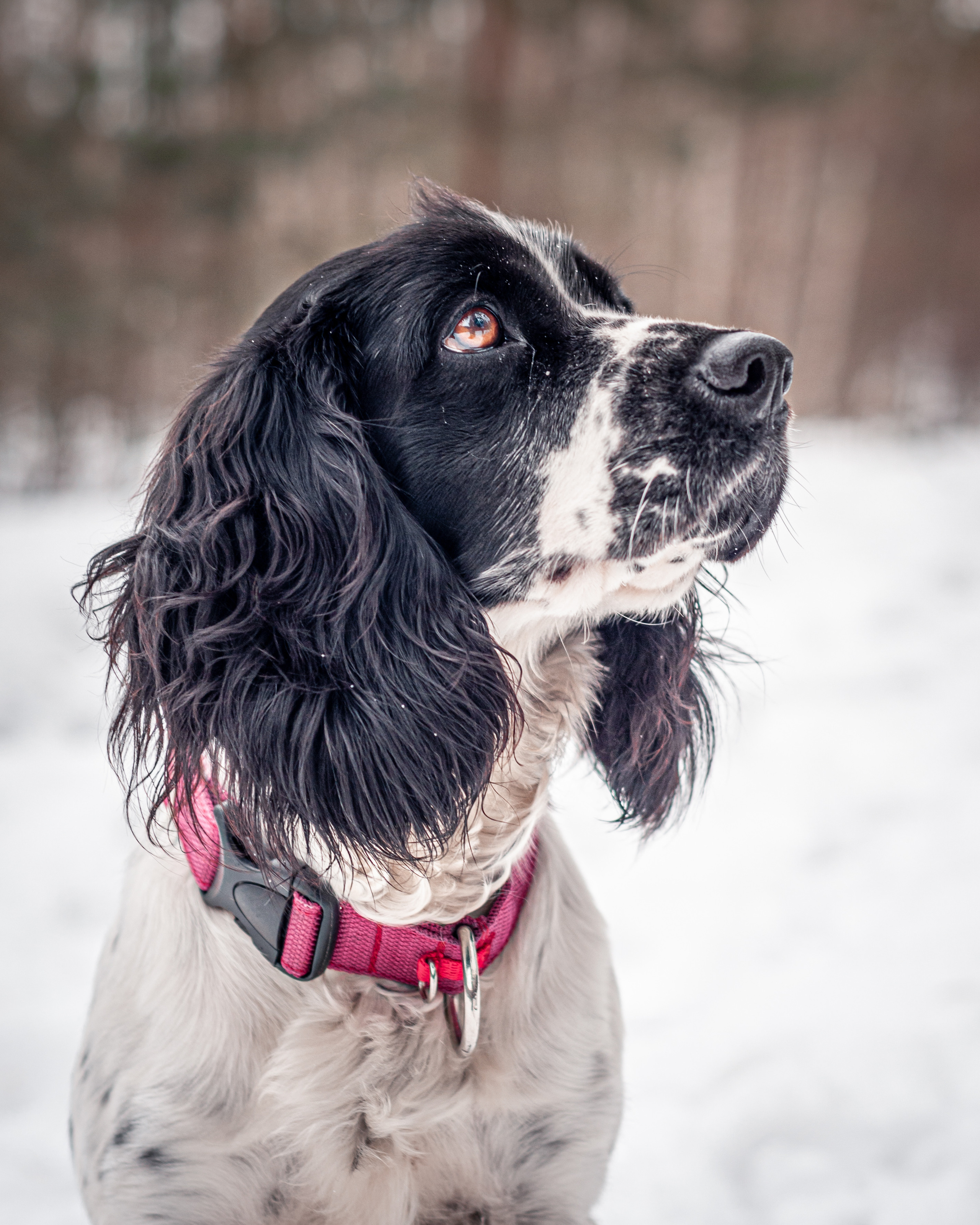 Альма и Даша. Мотофотограф в Нижнем Новгороде Динара Зуйкова