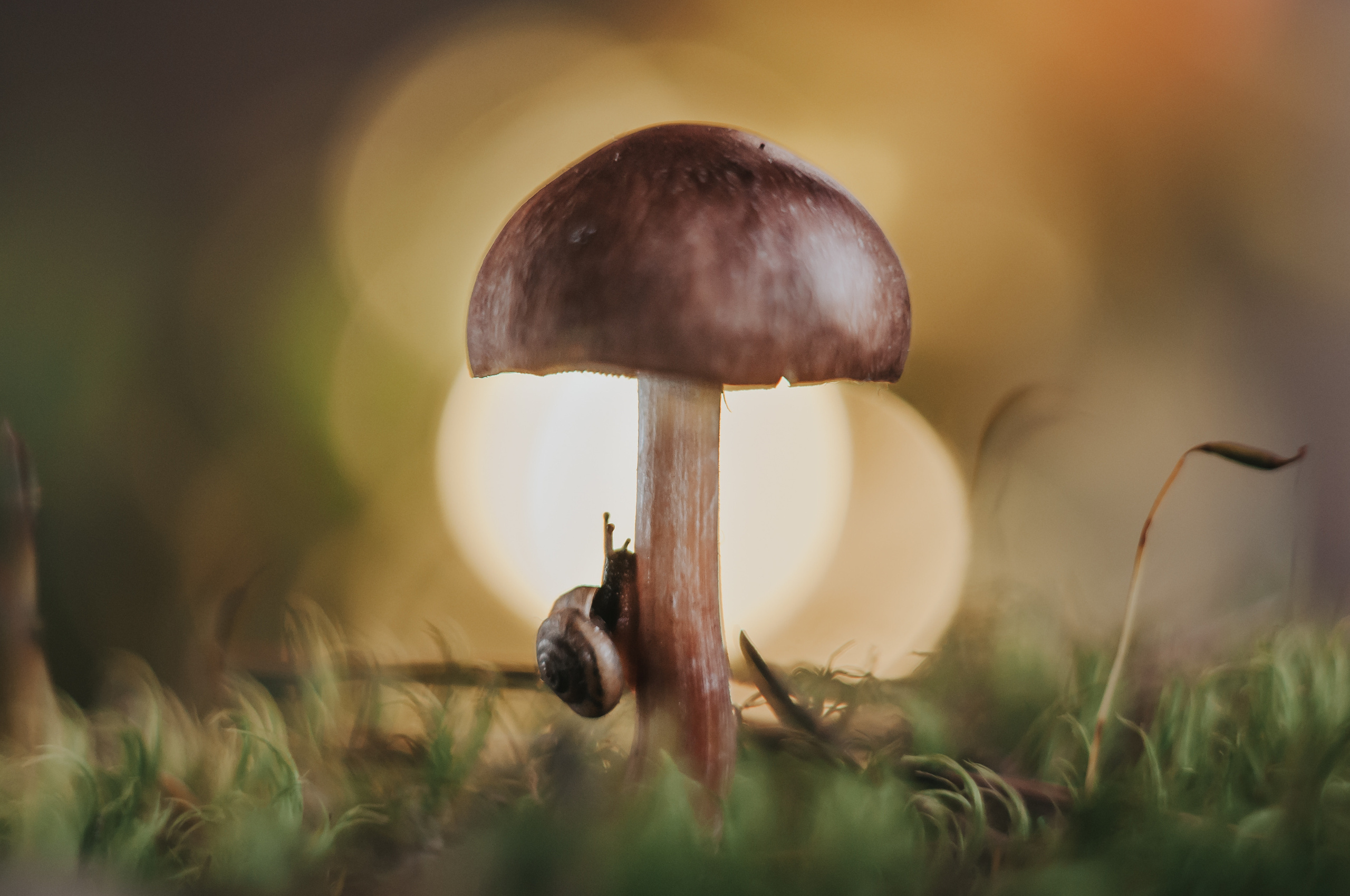 Художественное макро. Мотофотограф в Нижнем Новгороде Динара Зуйкова