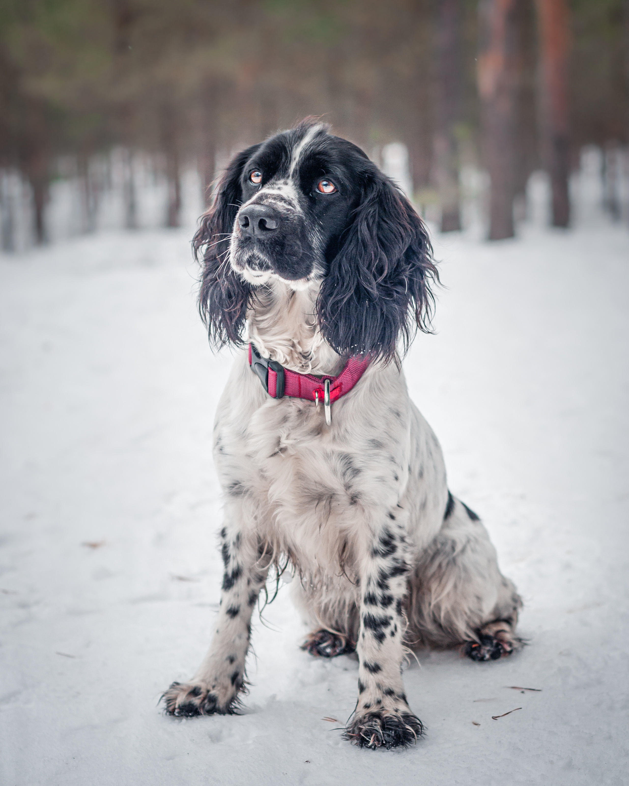 Собаки. Мотофотограф в Нижнем Новгороде Динара Зуйкова