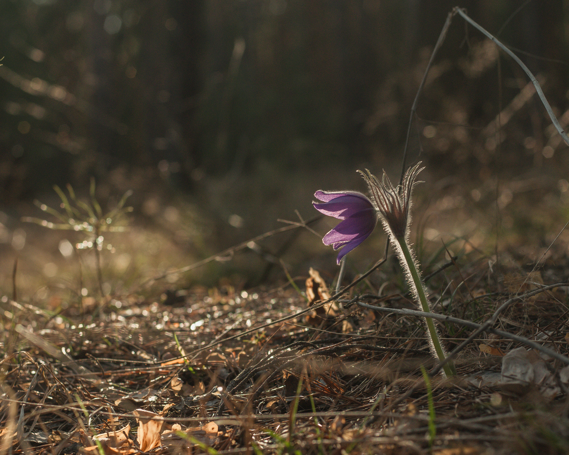 Художественное макро. Мотофотограф в Нижнем Новгороде Динара Зуйкова