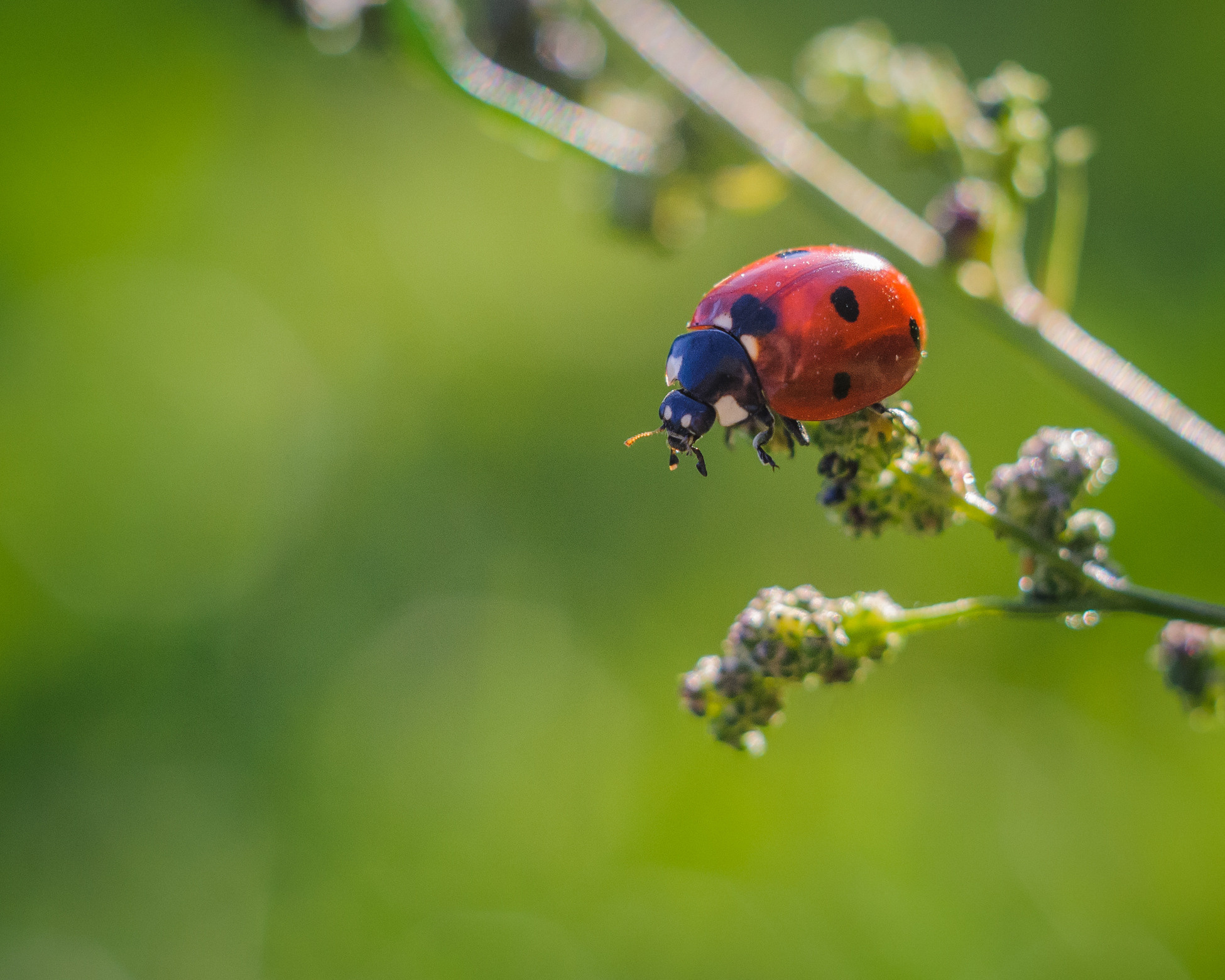 Художественное макро. Мотофотограф в Нижнем Новгороде Динара Зуйкова
