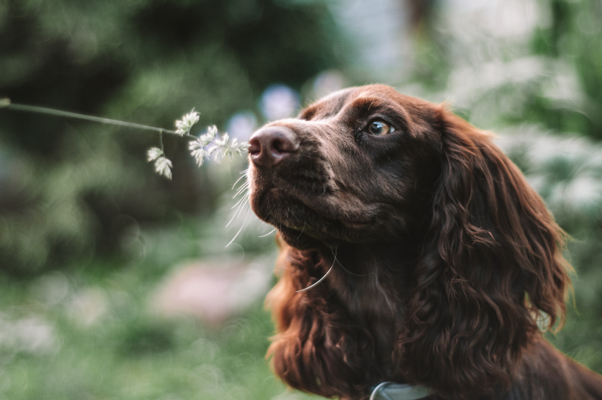 Собаки. Мотофотограф в Нижнем Новгороде Динара Зуйкова