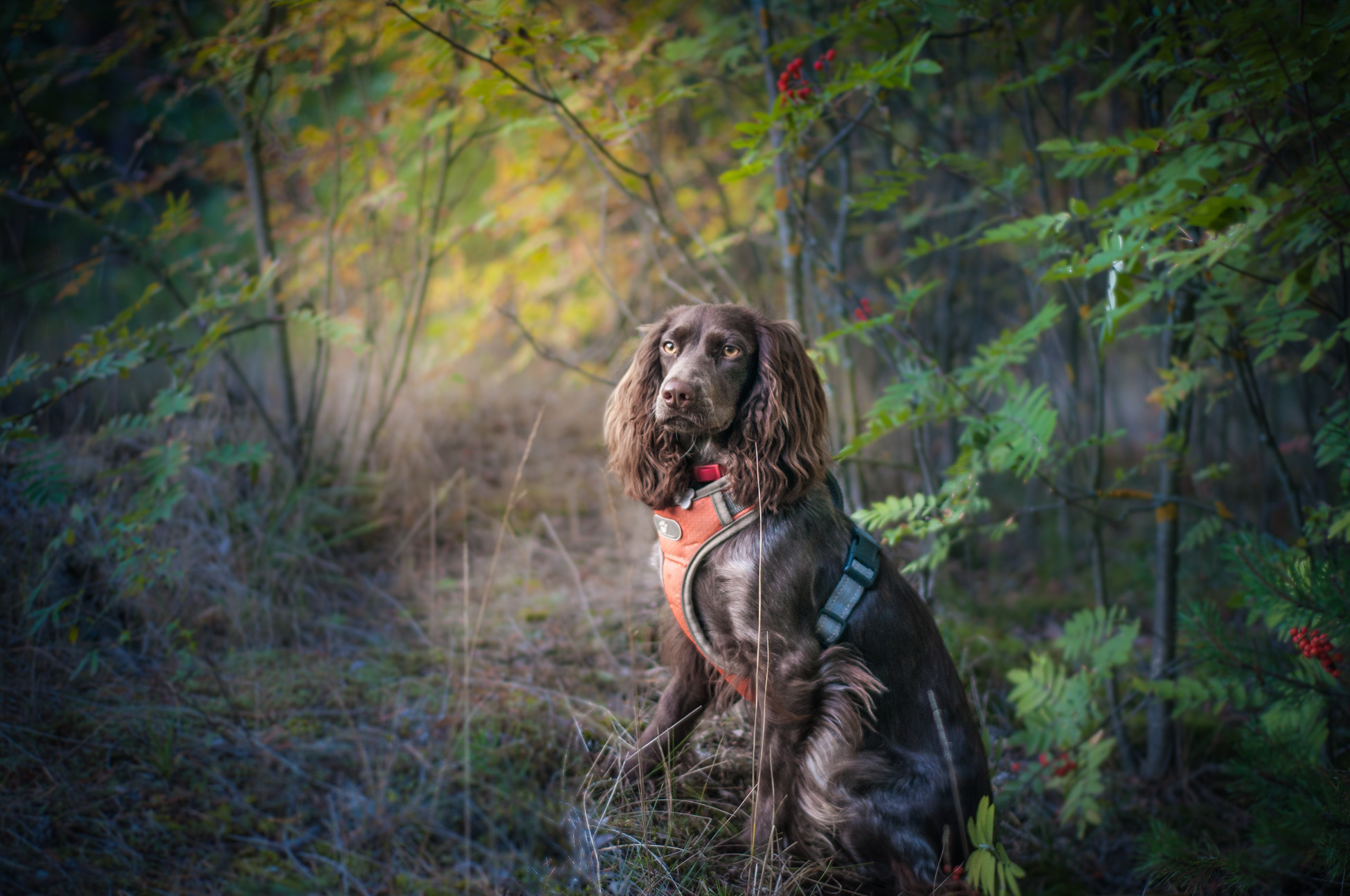 Собаки. Мотофотограф в Нижнем Новгороде Динара Зуйкова
