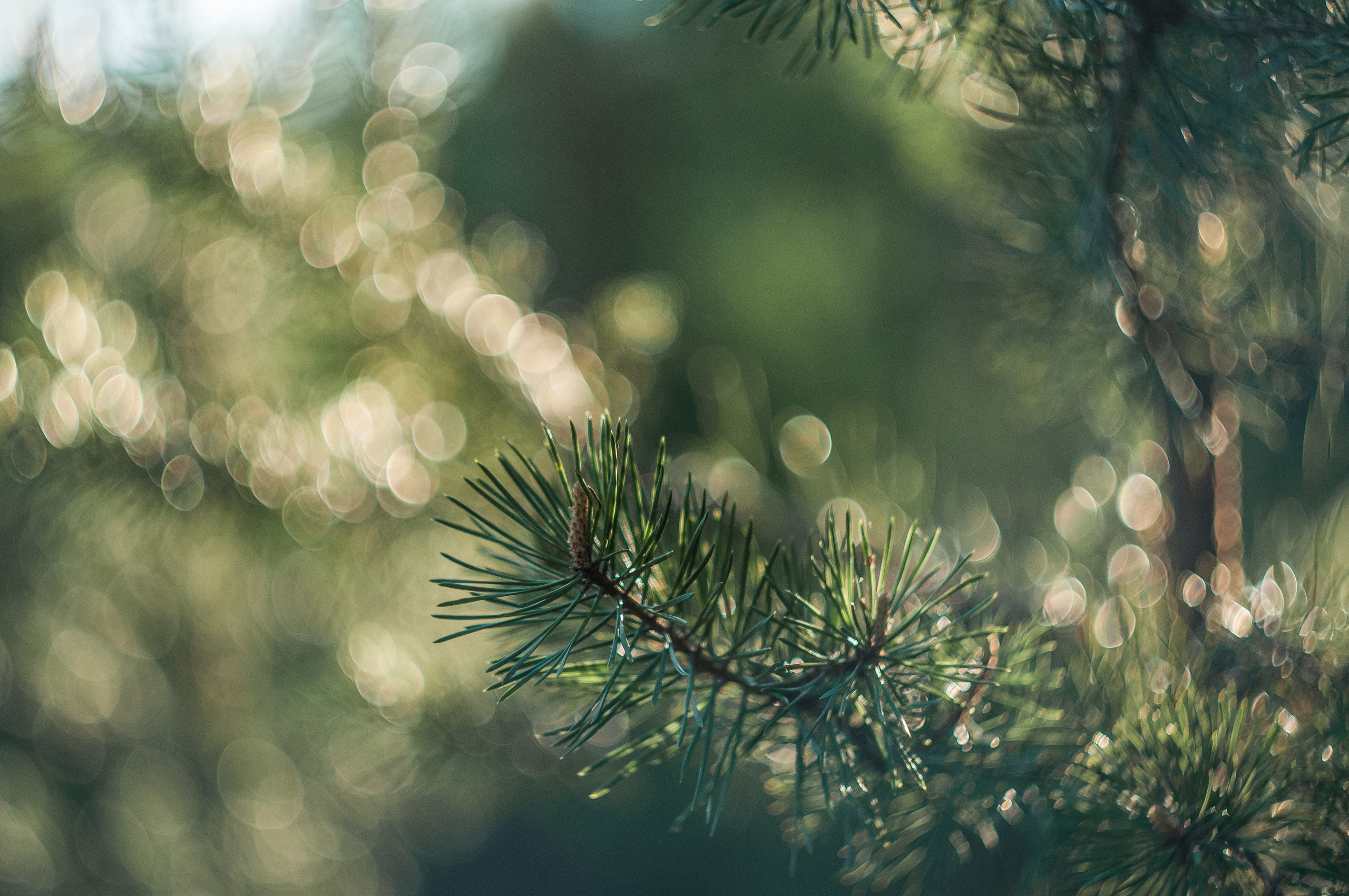 Природа. Мотофотограф в Нижнем Новгороде Динара Зуйкова