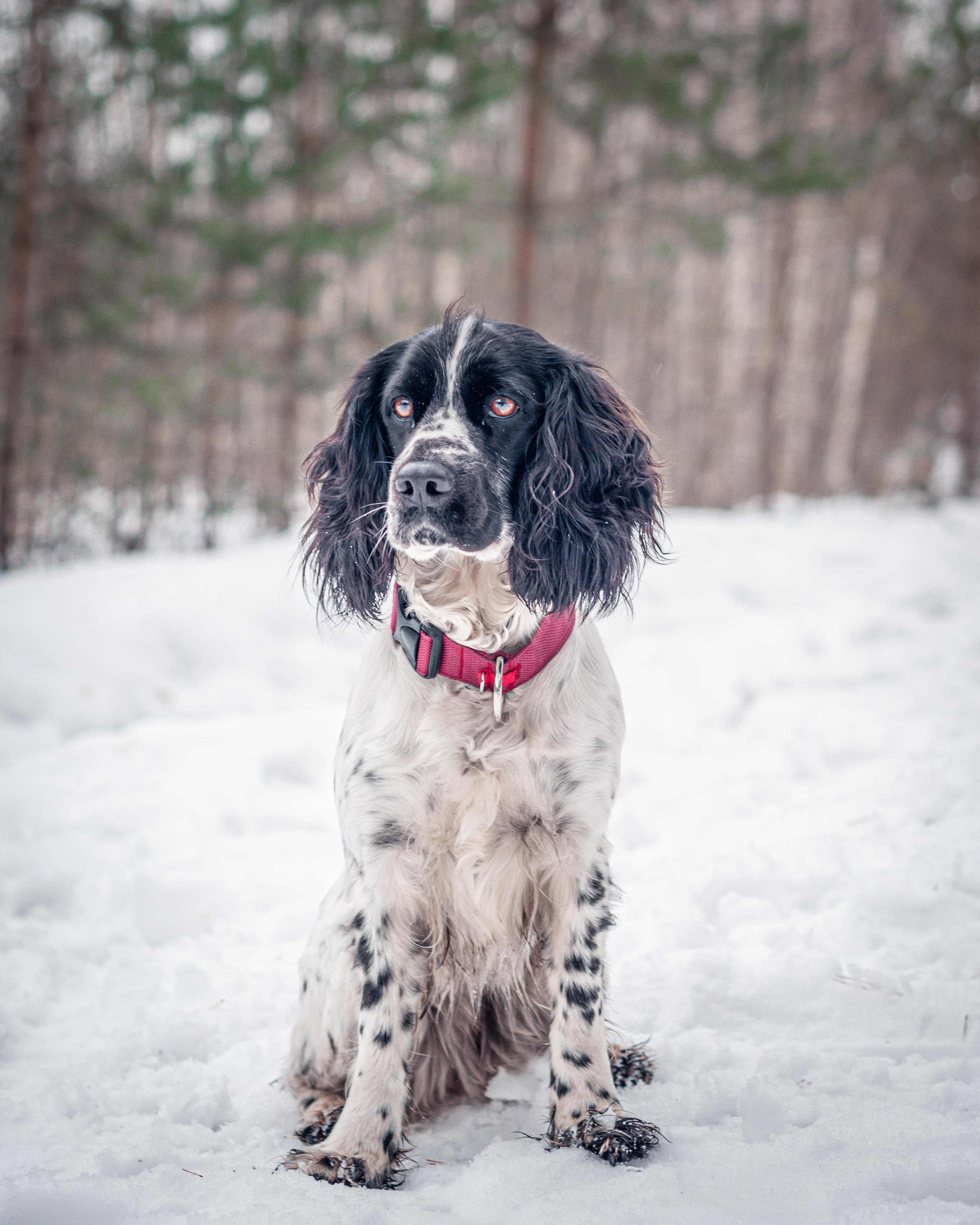 Альма и Даша. Мотофотограф в Нижнем Новгороде Динара Зуйкова
