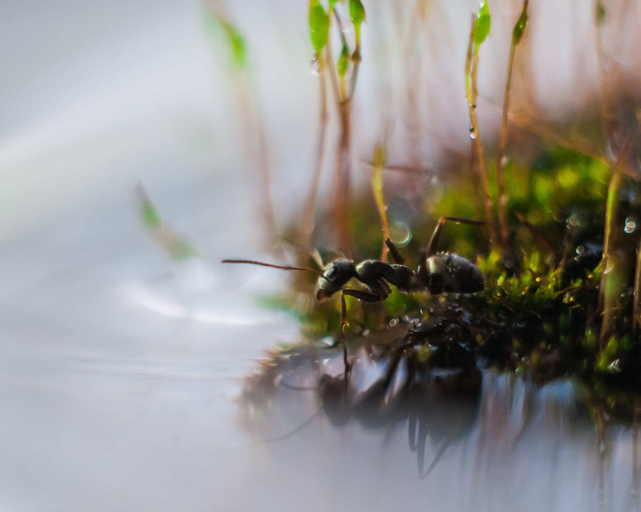 Художественное макро. Мотофотограф в Нижнем Новгороде Динара Зуйкова