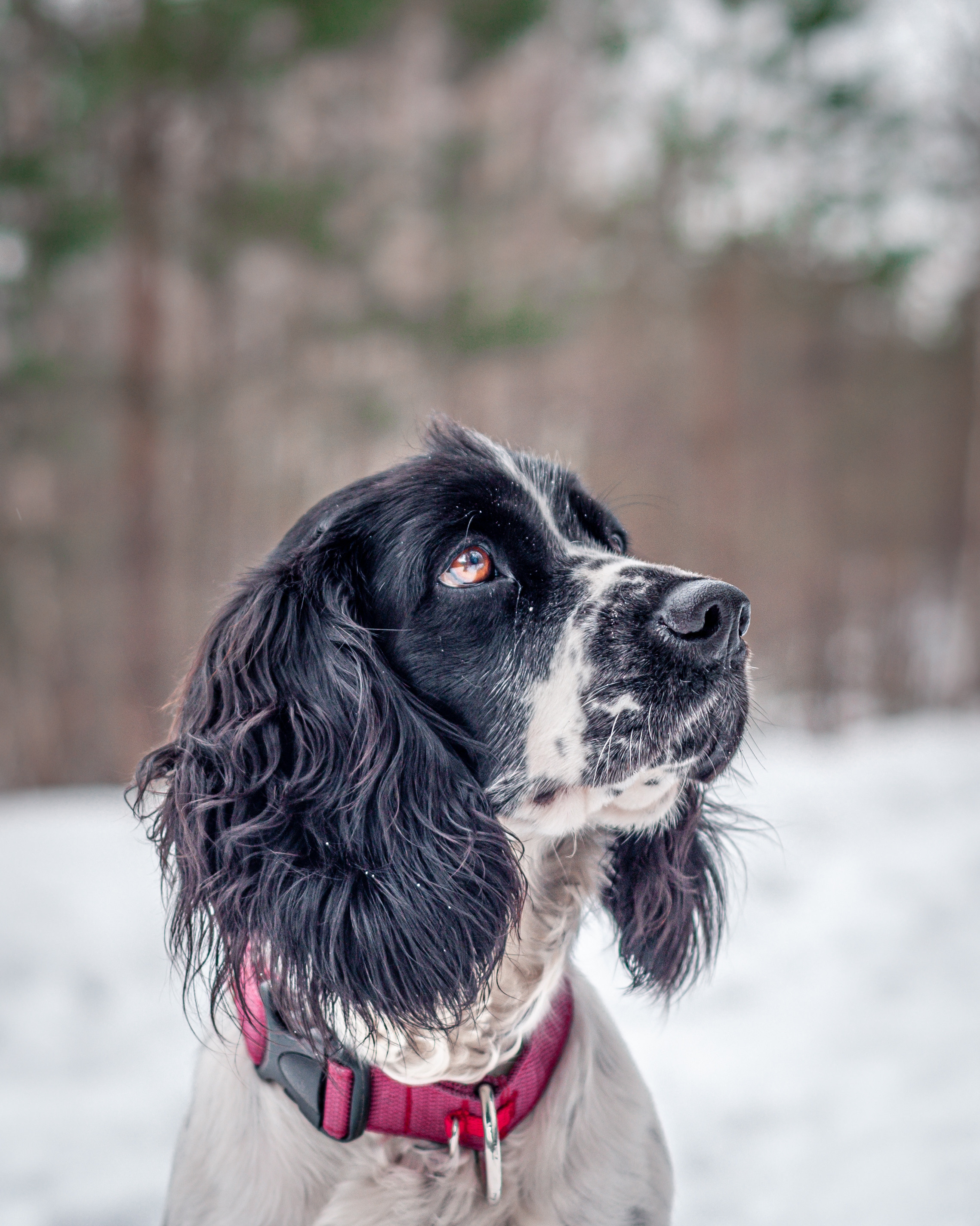 Собаки. Мотофотограф в Нижнем Новгороде Динара Зуйкова