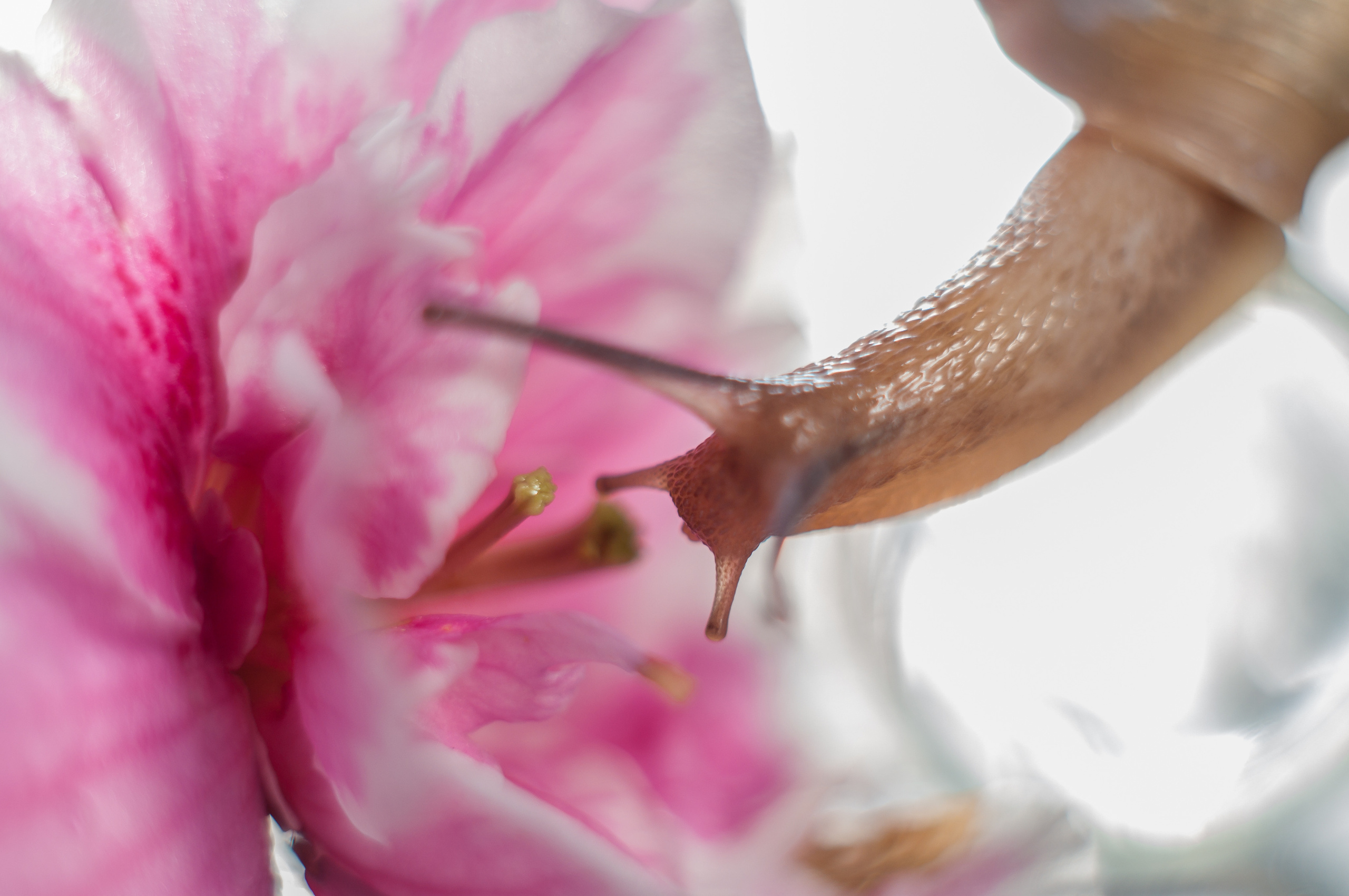 Художественное макро. Мотофотограф в Нижнем Новгороде Динара Зуйкова