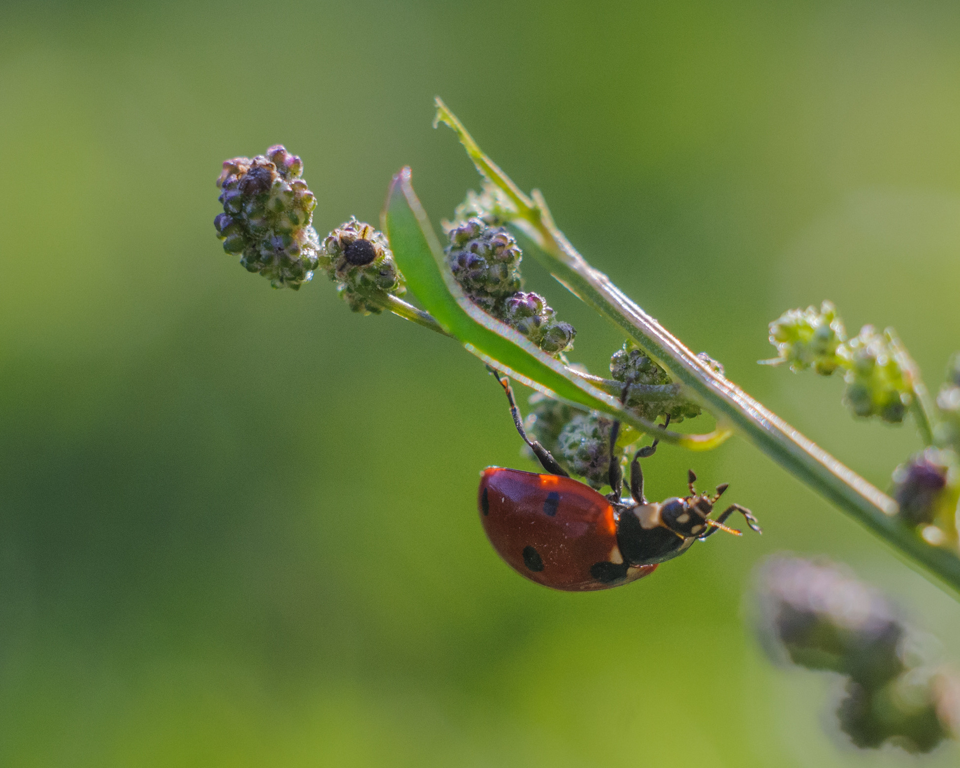 Художественное макро. Мотофотограф в Нижнем Новгороде Динара Зуйкова