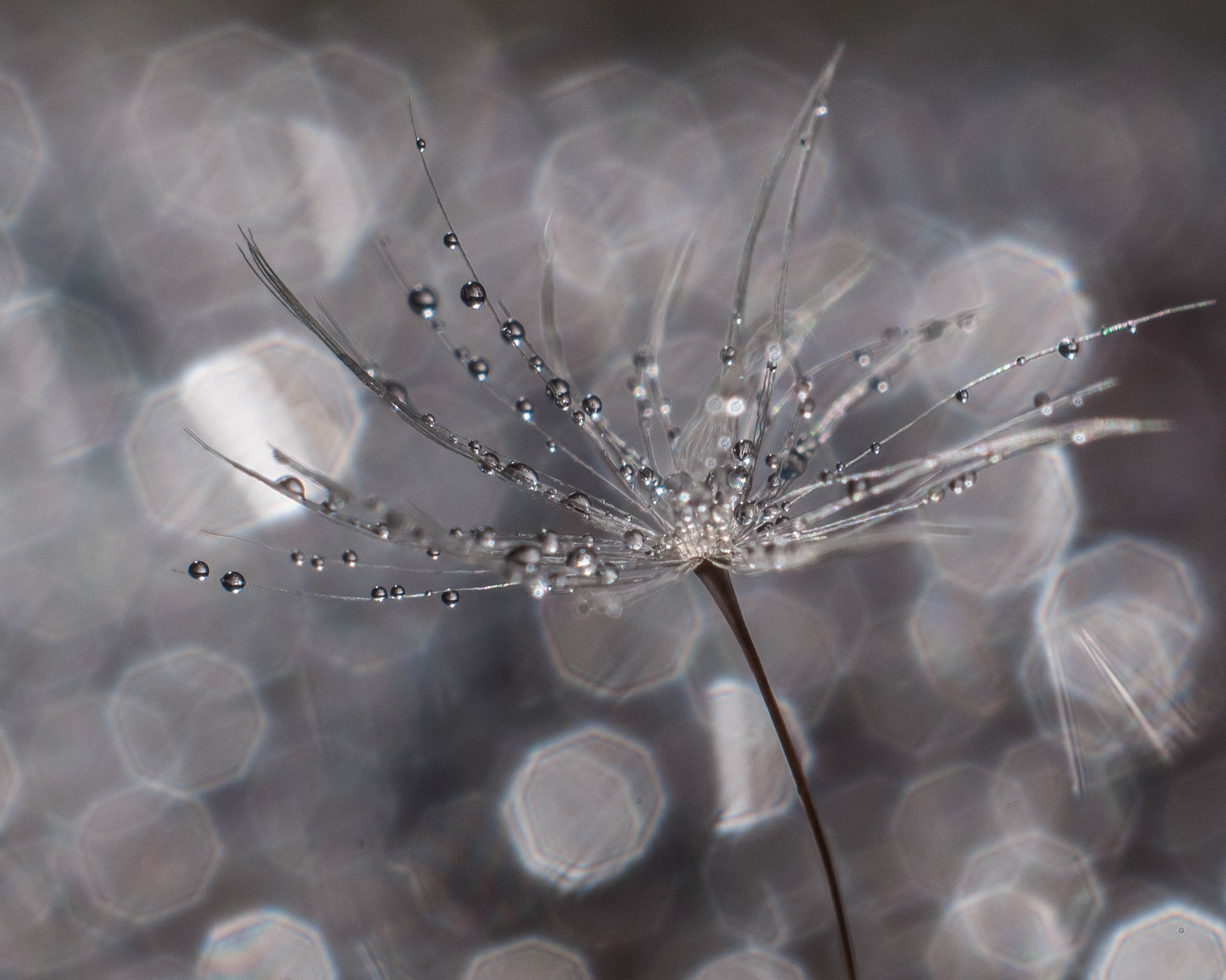 Художественное макро. Мотофотограф в Нижнем Новгороде Динара Зуйкова