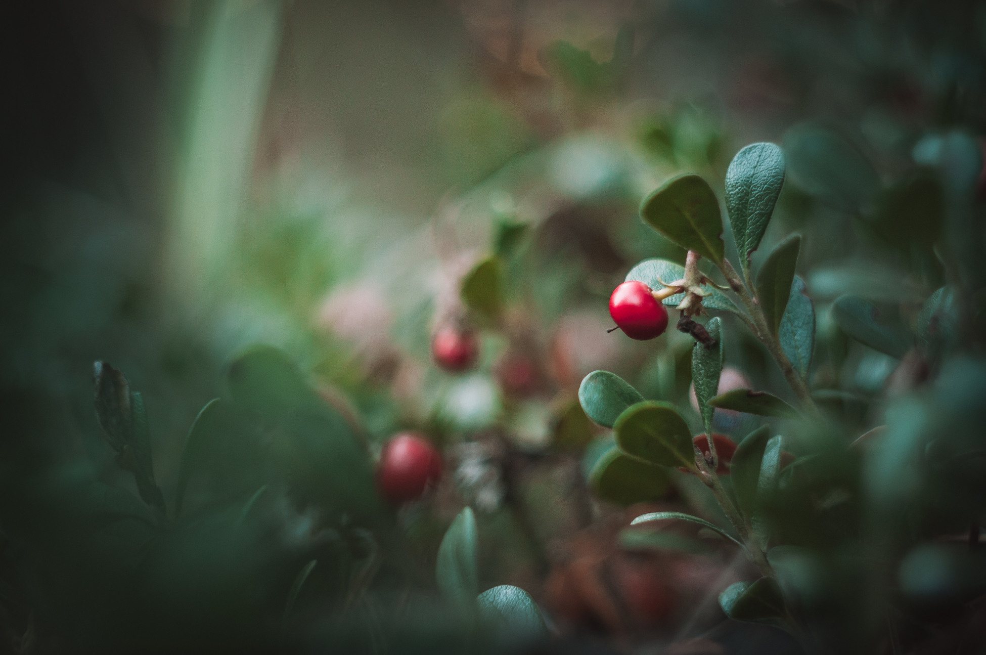 Художественное макро. Мотофотограф в Нижнем Новгороде Динара Зуйкова