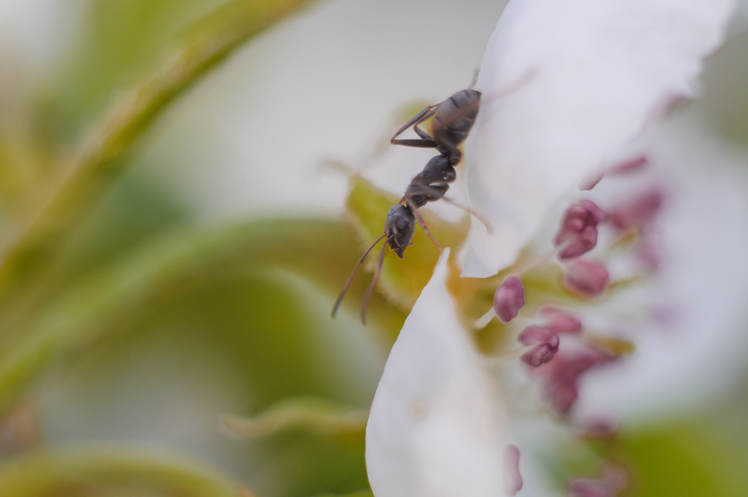 Художественное макро. Мотофотограф в Нижнем Новгороде Динара Зуйкова