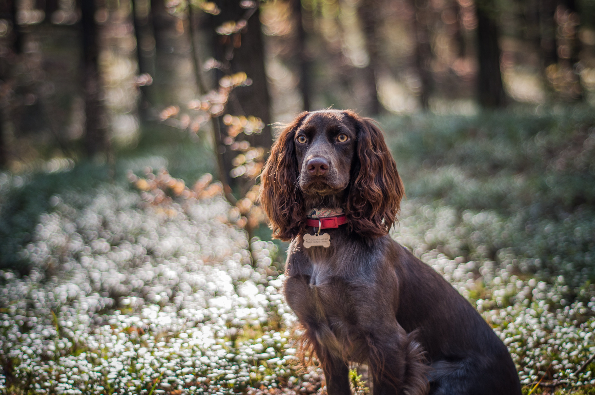Собаки. Мотофотограф в Нижнем Новгороде Динара Зуйкова