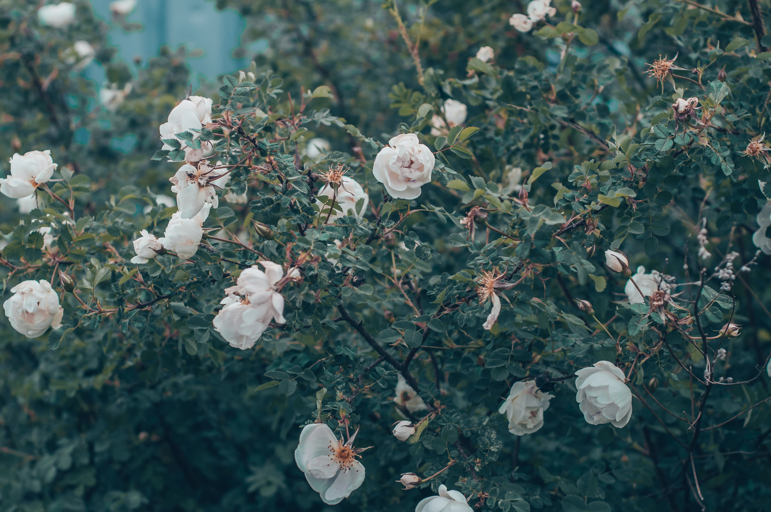 Художественное макро. Мотофотограф в Нижнем Новгороде Динара Зуйкова