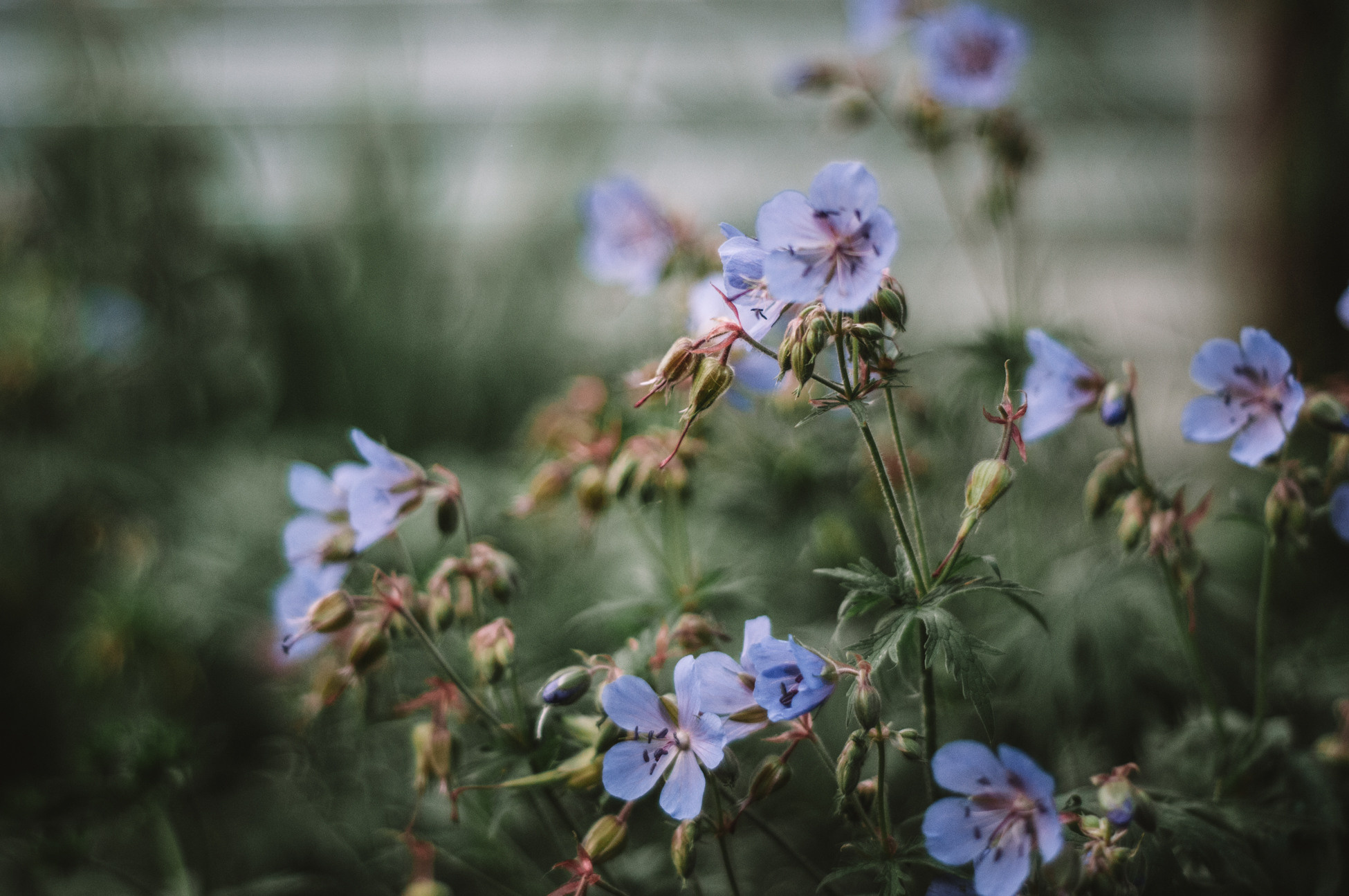 Художественное макро. Мотофотограф в Нижнем Новгороде Динара Зуйкова