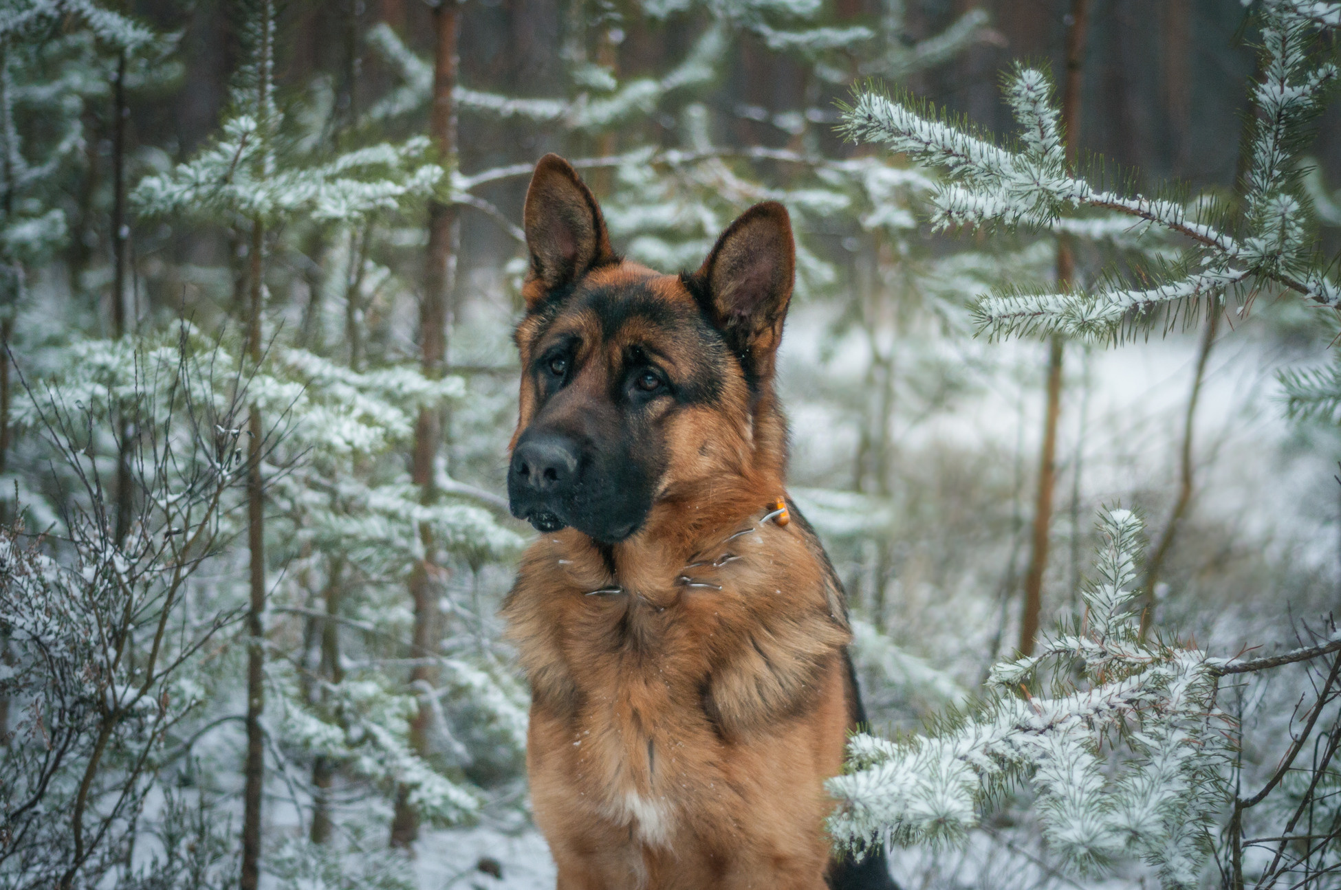 Собаки. Мотофотограф в Нижнем Новгороде Динара Зуйкова