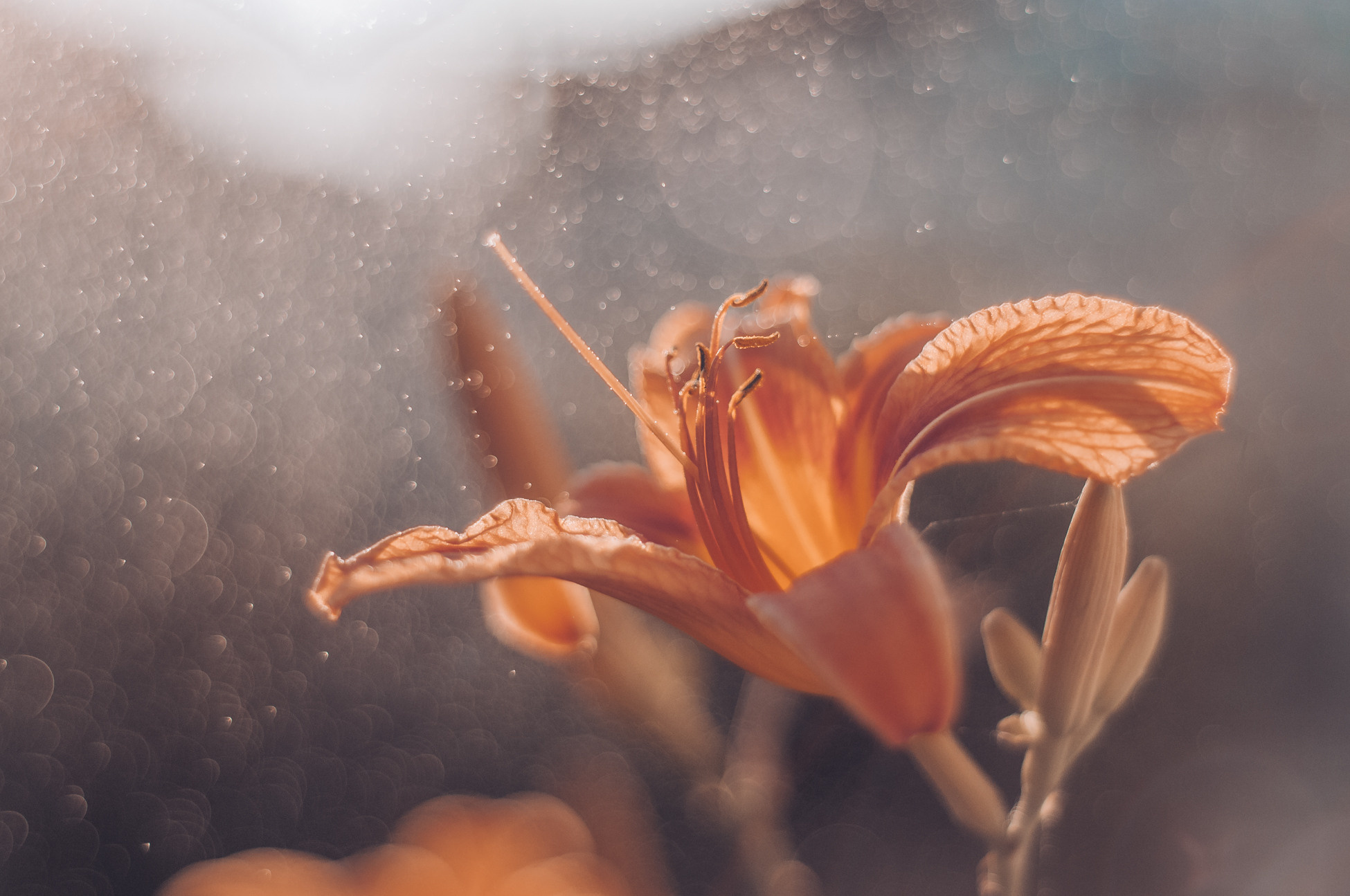 Художественное макро. Мотофотограф в Нижнем Новгороде Динара Зуйкова