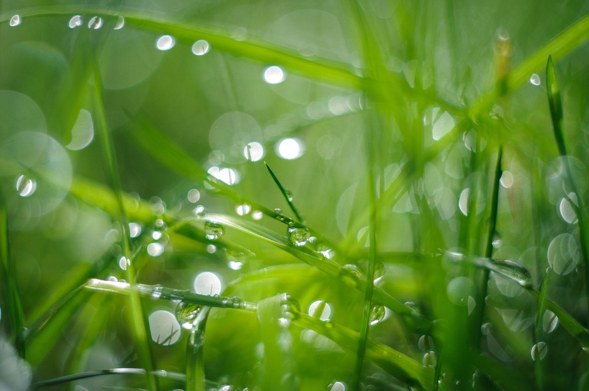 Художественное макро. Мотофотограф в Нижнем Новгороде Динара Зуйкова