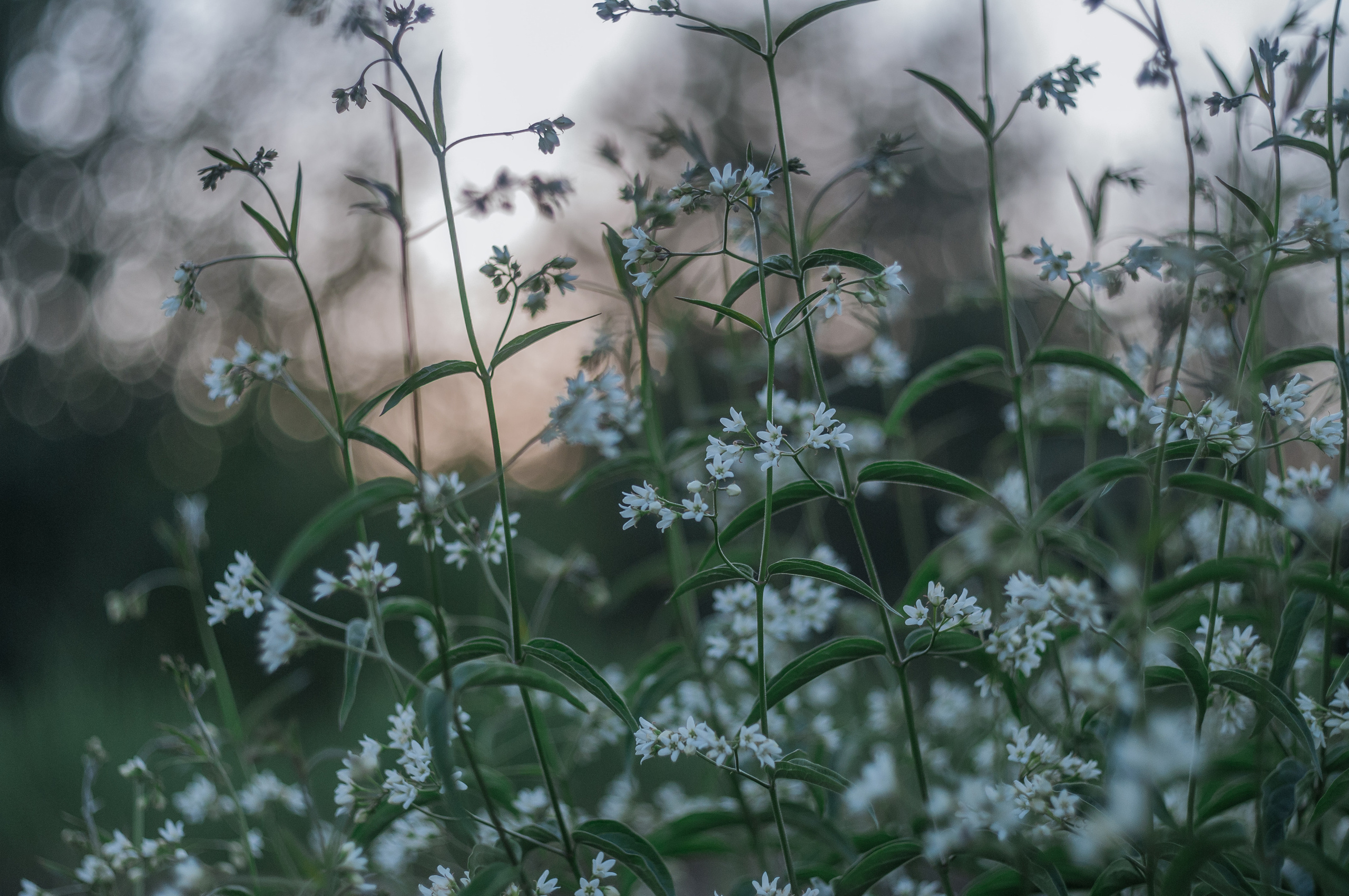 Художественное макро. Мотофотограф в Нижнем Новгороде Динара Зуйкова