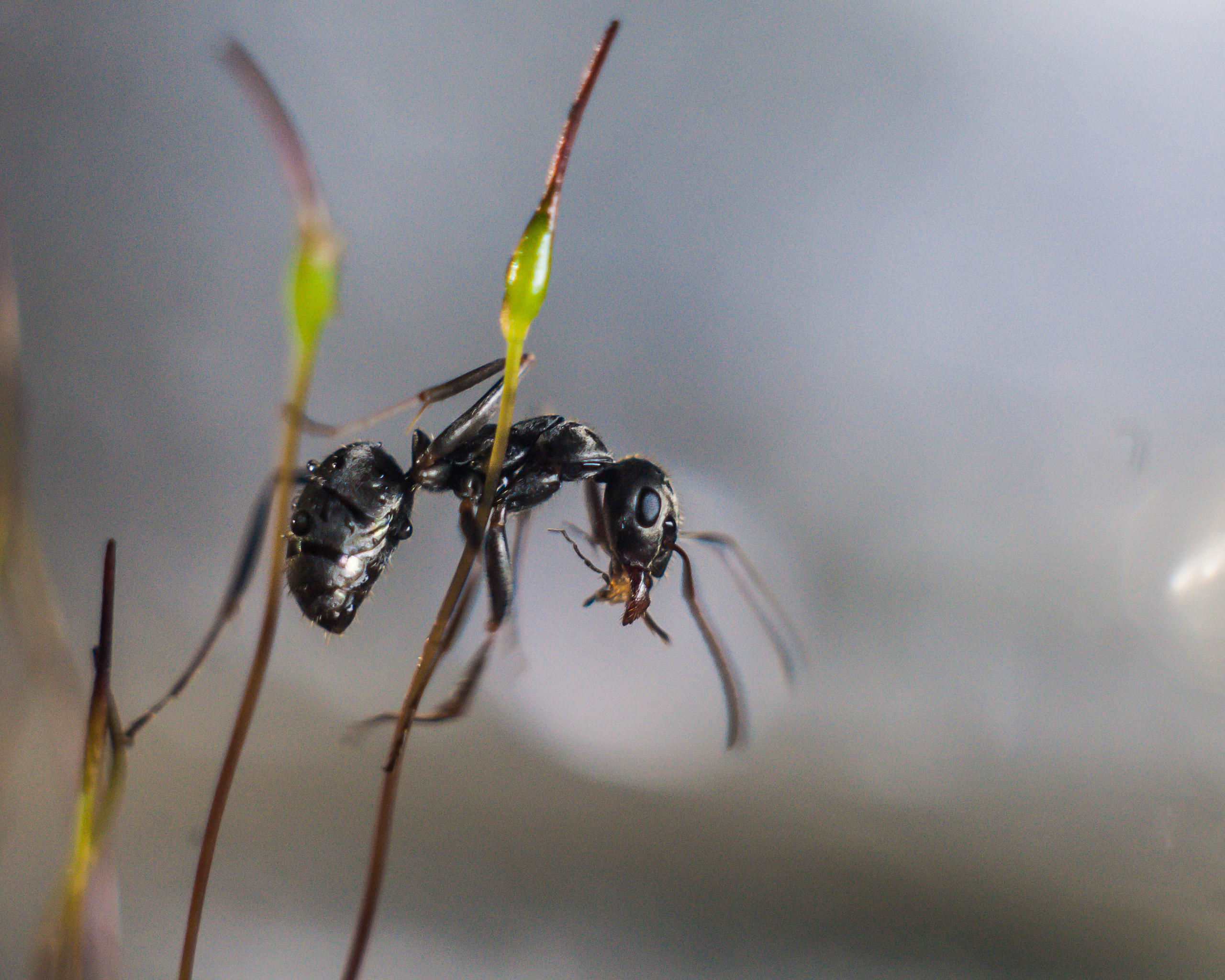 Художественное макро. Мотофотограф в Нижнем Новгороде Динара Зуйкова