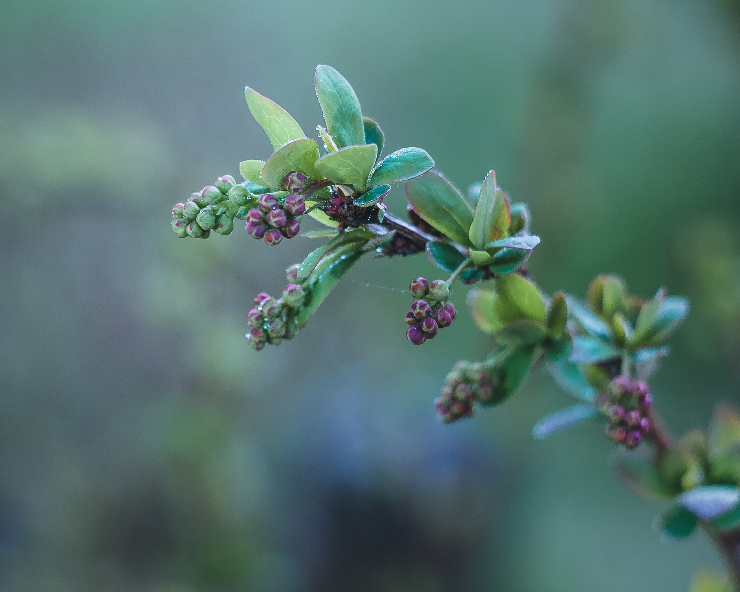 Художественное макро. Мотофотограф в Нижнем Новгороде Динара Зуйкова