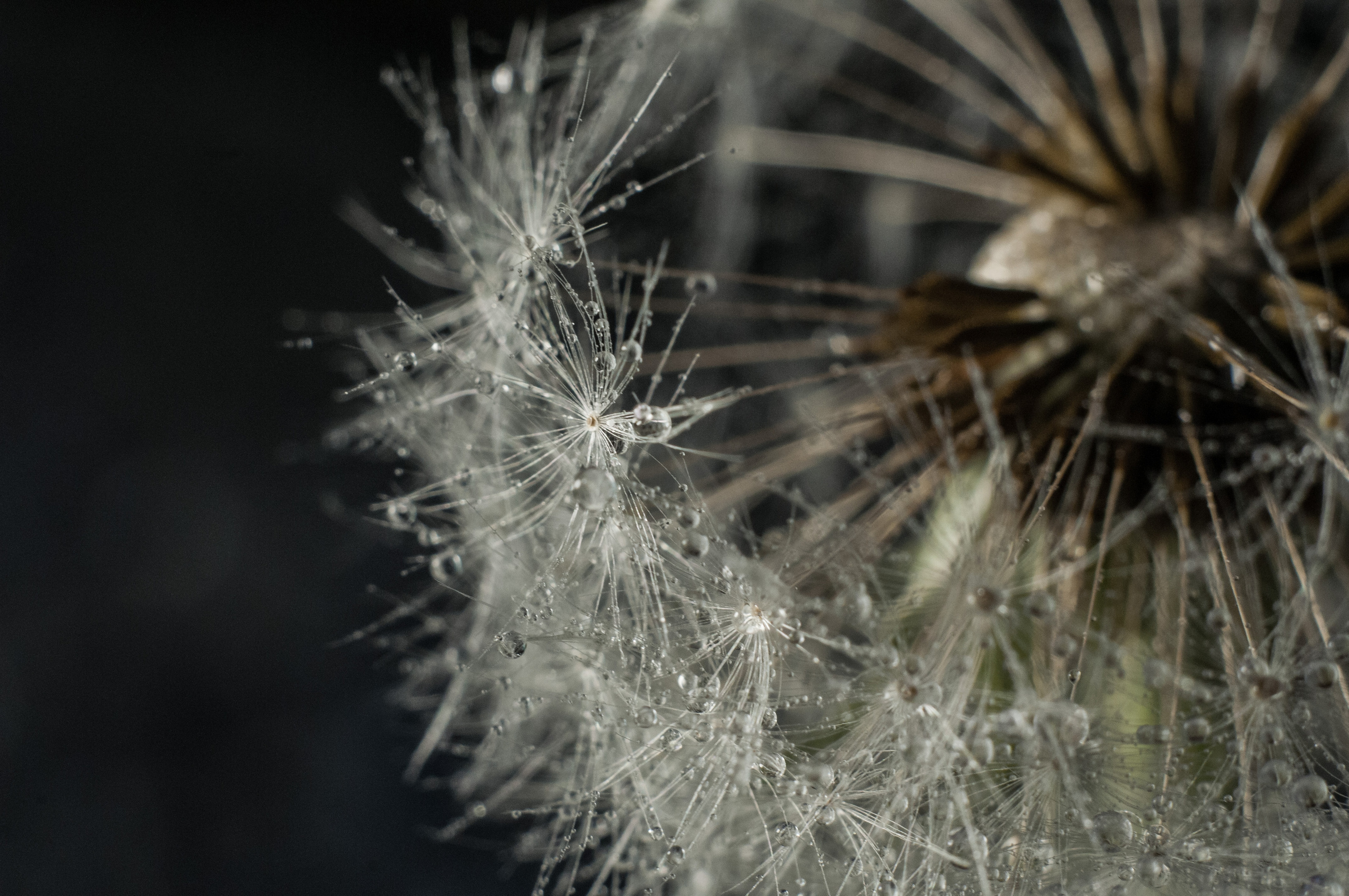 Художественное макро. Мотофотограф в Нижнем Новгороде Динара Зуйкова