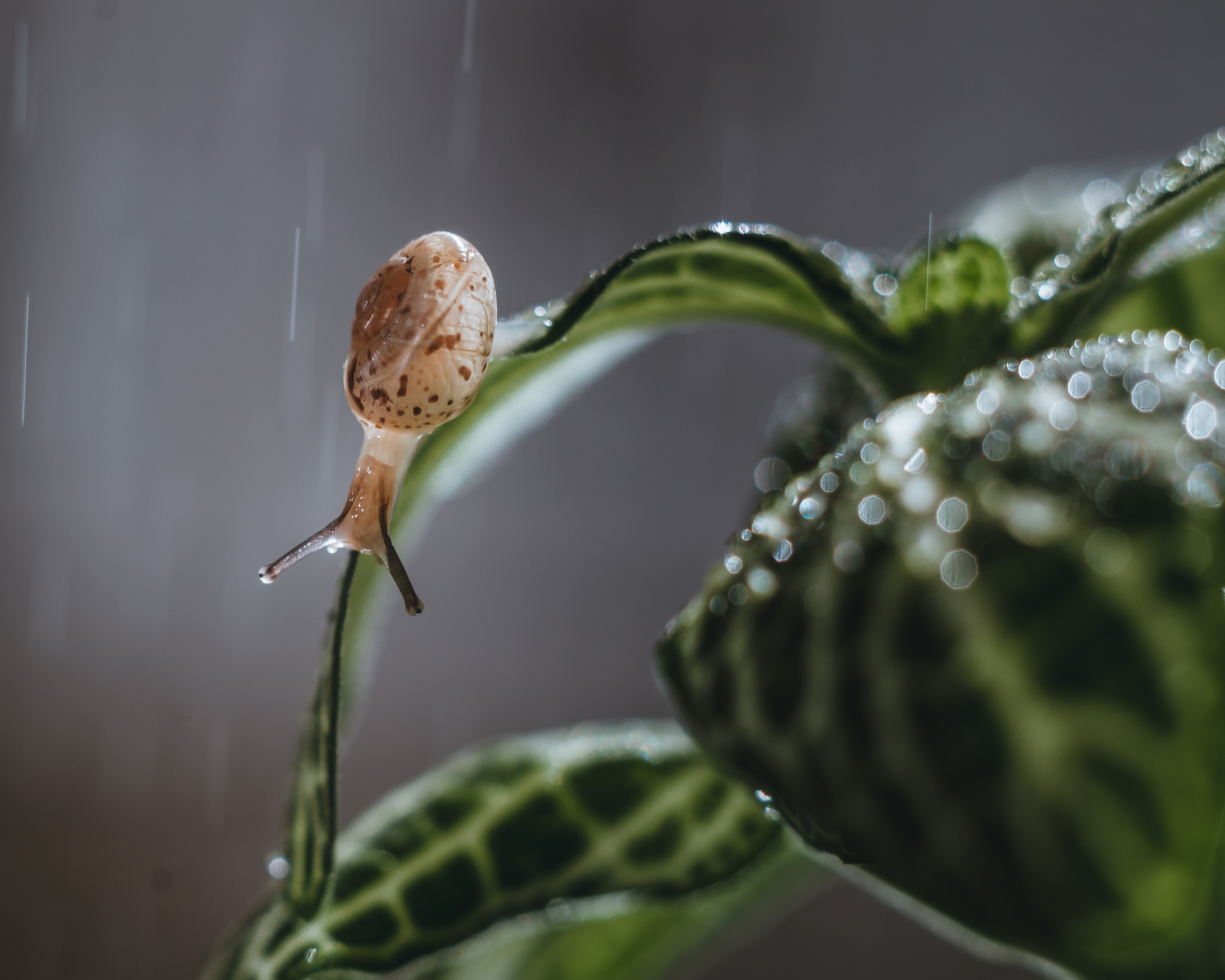 Художественное макро. Мотофотограф в Нижнем Новгороде Динара Зуйкова