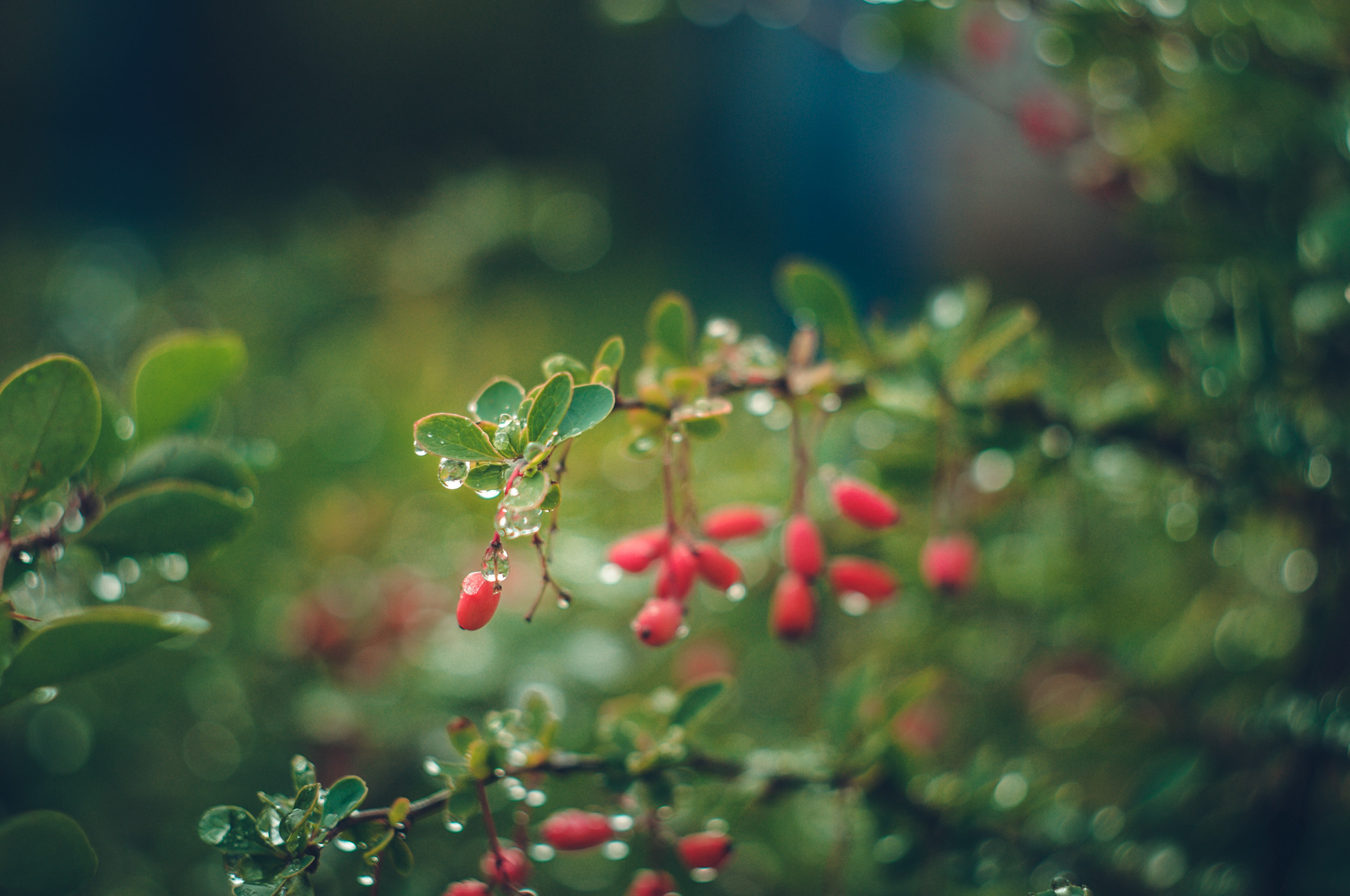 Художественное макро. Мотофотограф в Нижнем Новгороде Динара Зуйкова
