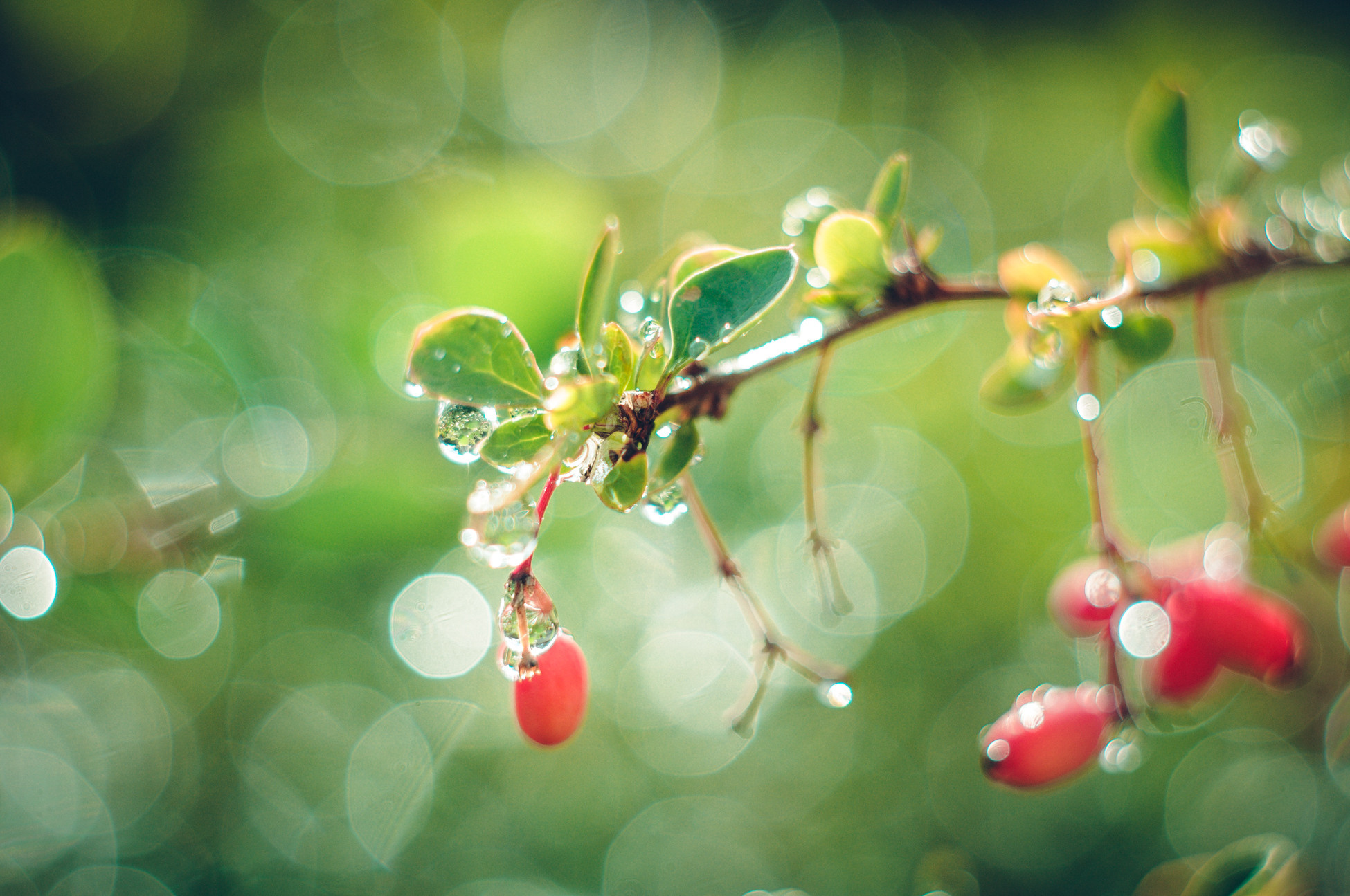 Художественное макро. Мотофотограф в Нижнем Новгороде Динара Зуйкова