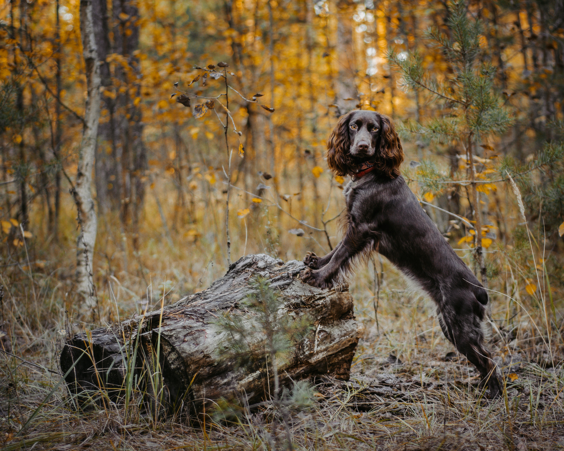 Собаки. Мотофотограф в Нижнем Новгороде Динара Зуйкова
