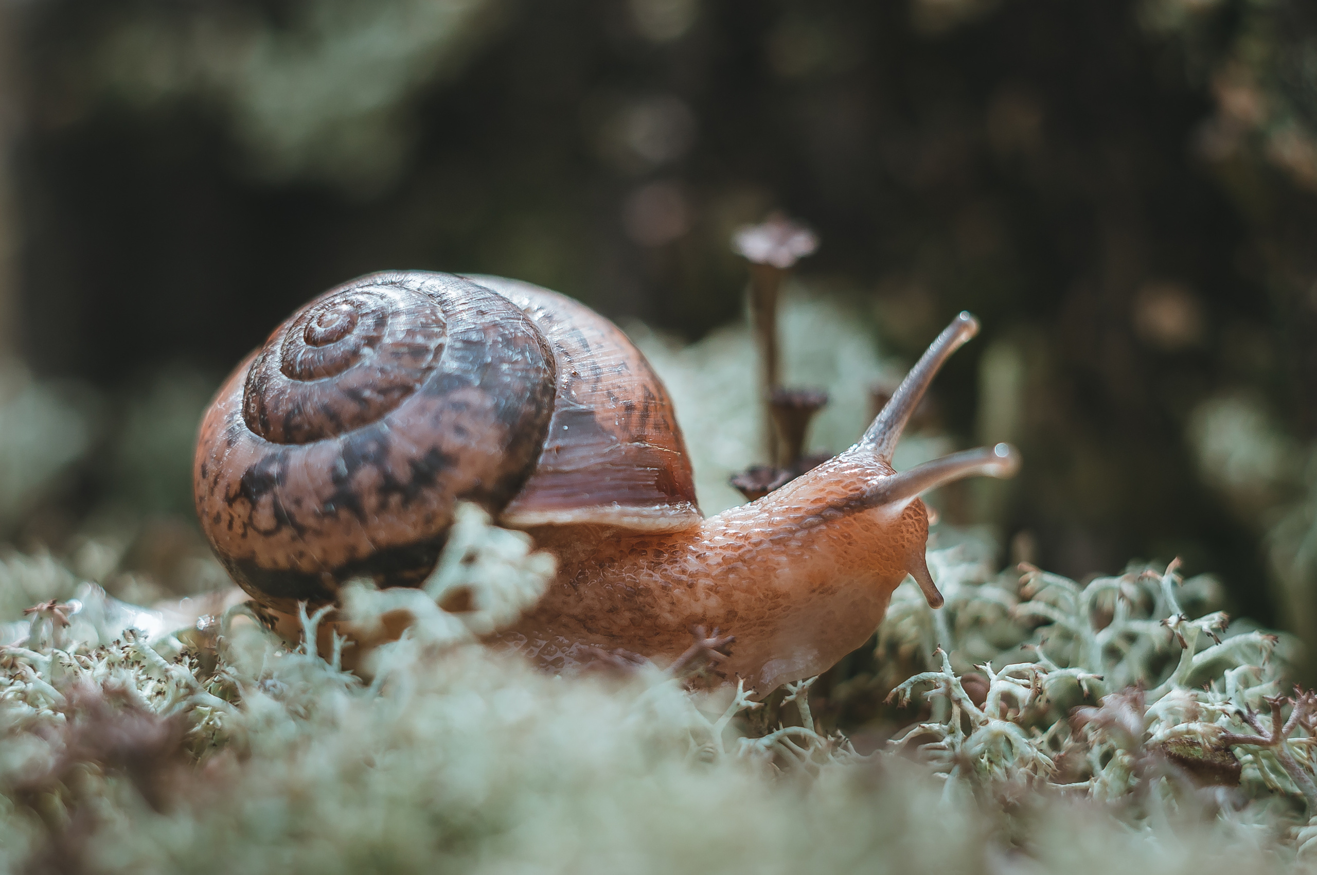 Художественное макро. Мотофотограф в Нижнем Новгороде Динара Зуйкова