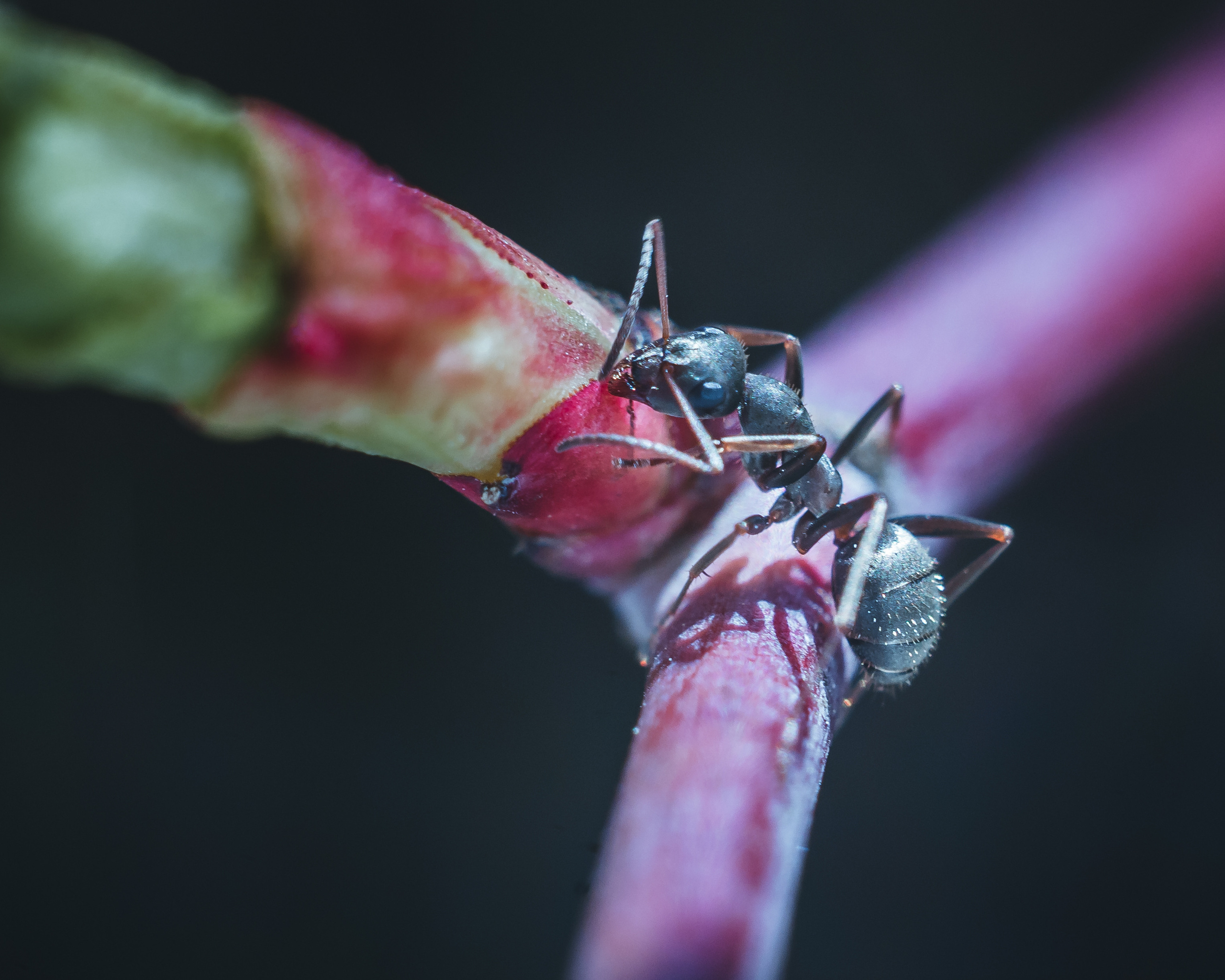 Художественное макро. Мотофотограф в Нижнем Новгороде Динара Зуйкова