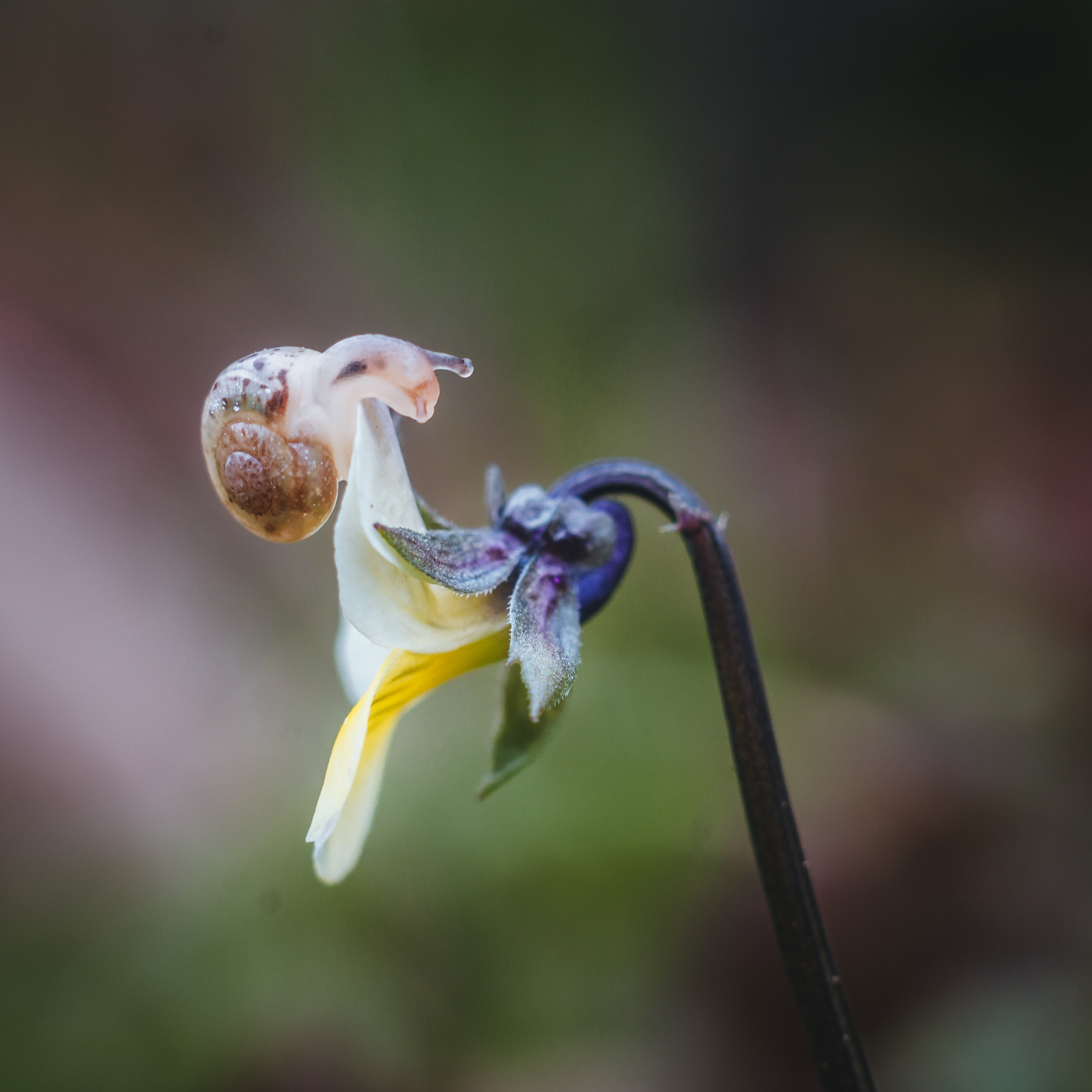 Художественное макро. Мотофотограф в Нижнем Новгороде Динара Зуйкова
