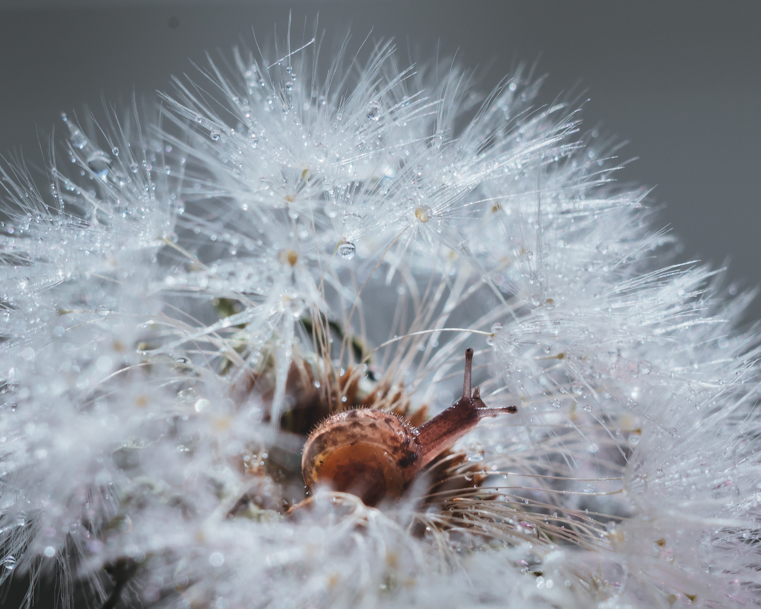 Художественное макро. Мотофотограф в Нижнем Новгороде Динара Зуйкова