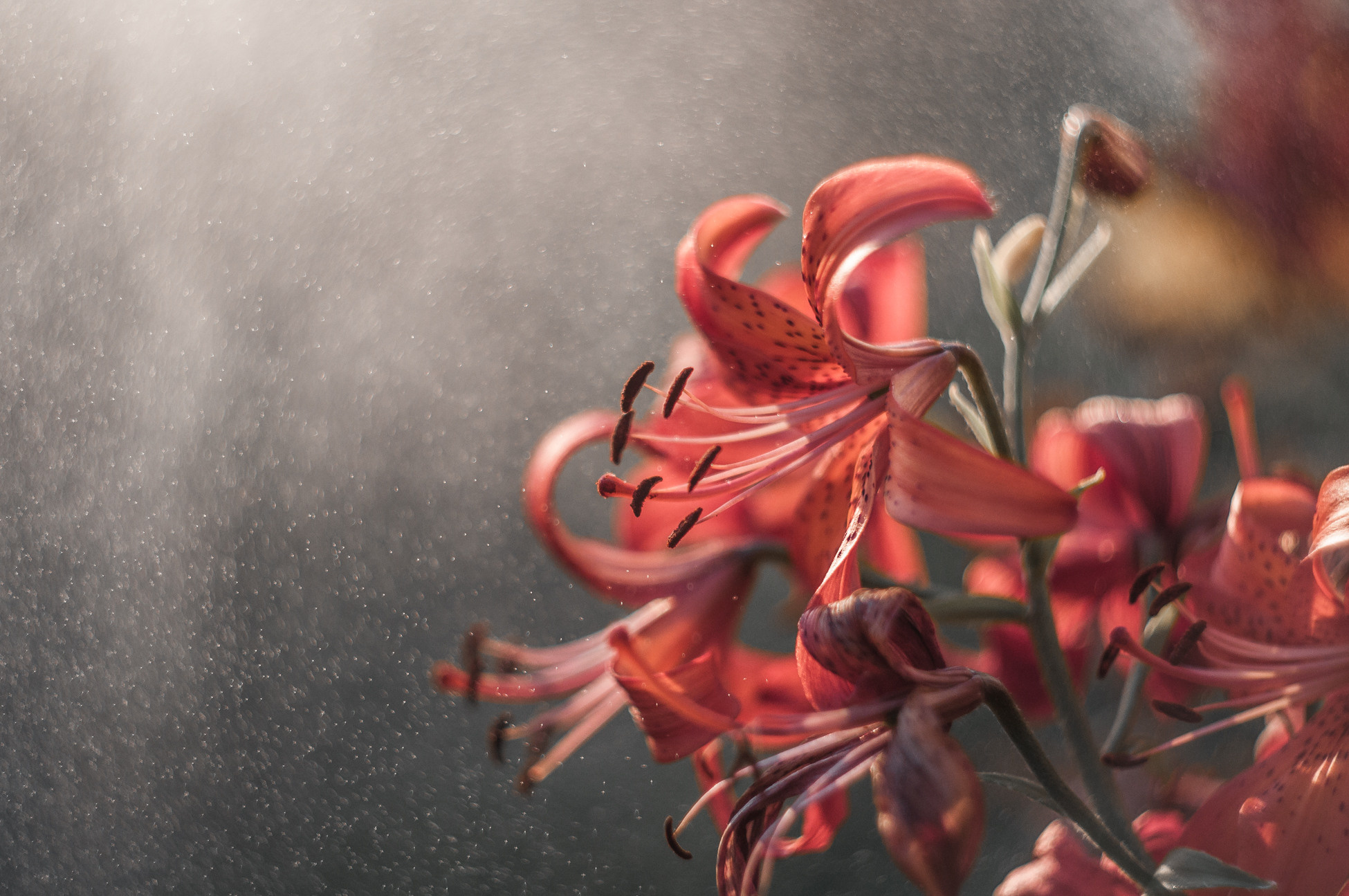 Художественное макро. Мотофотограф в Нижнем Новгороде Динара Зуйкова