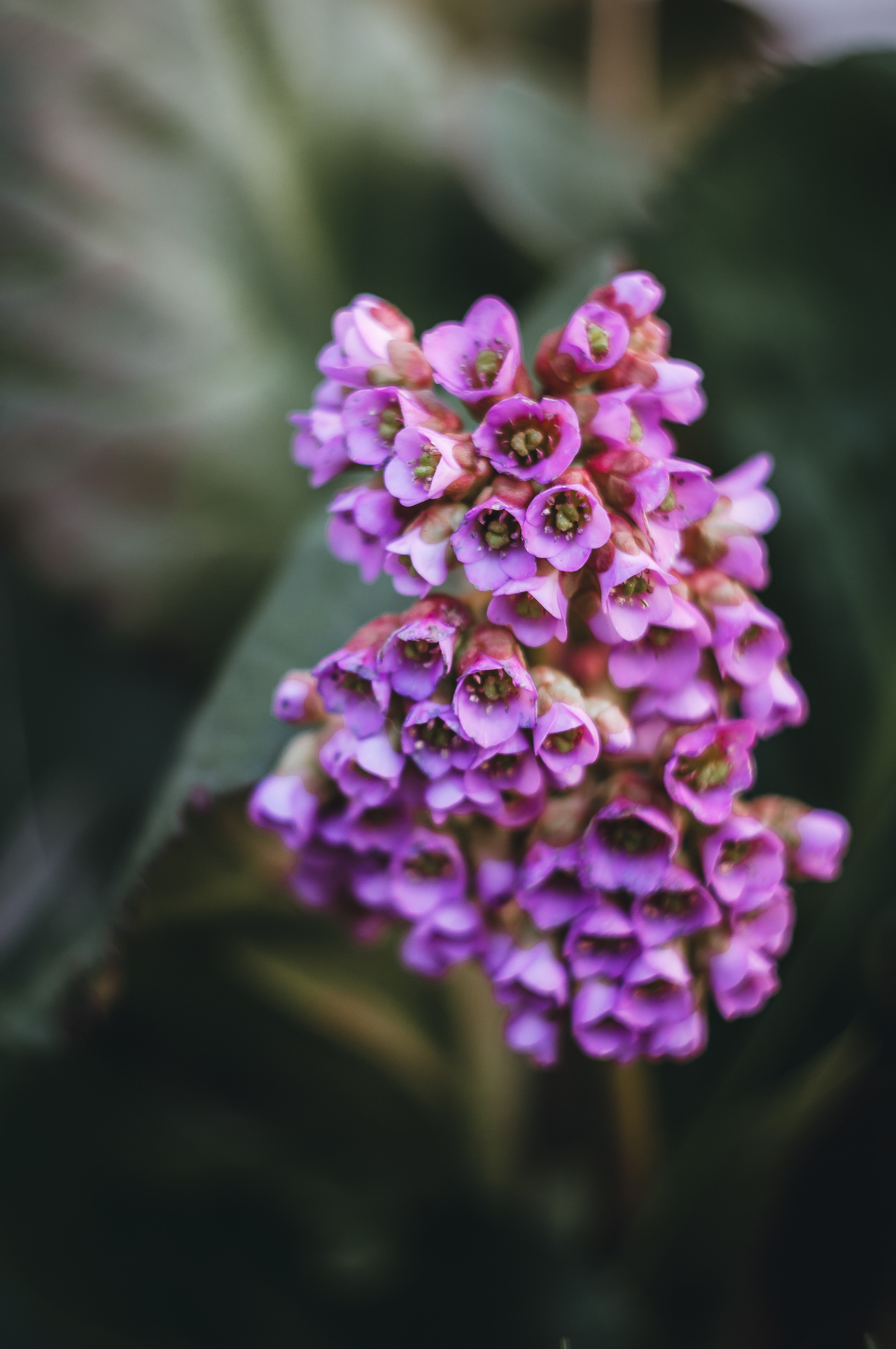 Художественное макро. Мотофотограф в Нижнем Новгороде Динара Зуйкова