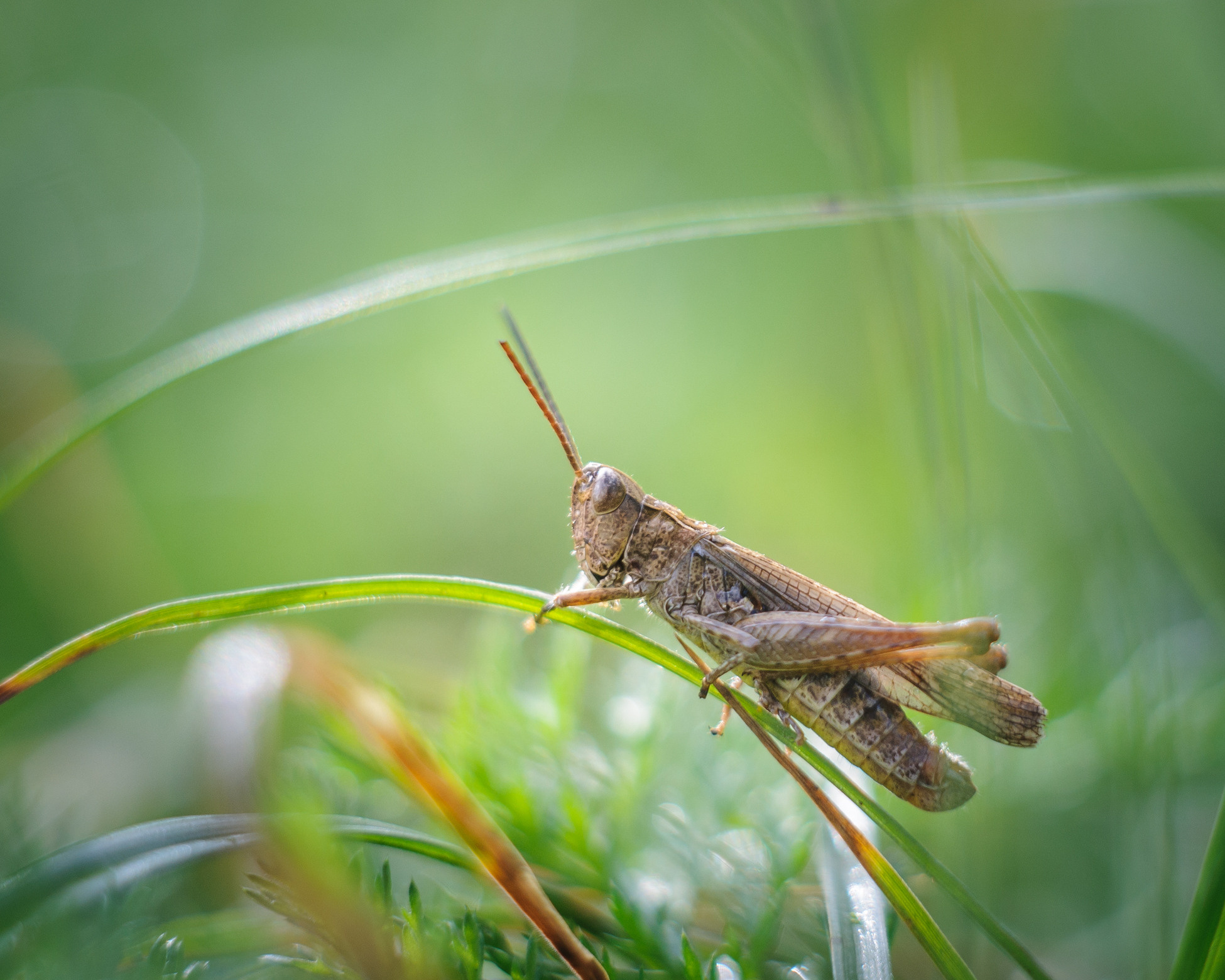 Художественное макро. Мотофотограф в Нижнем Новгороде Динара Зуйкова