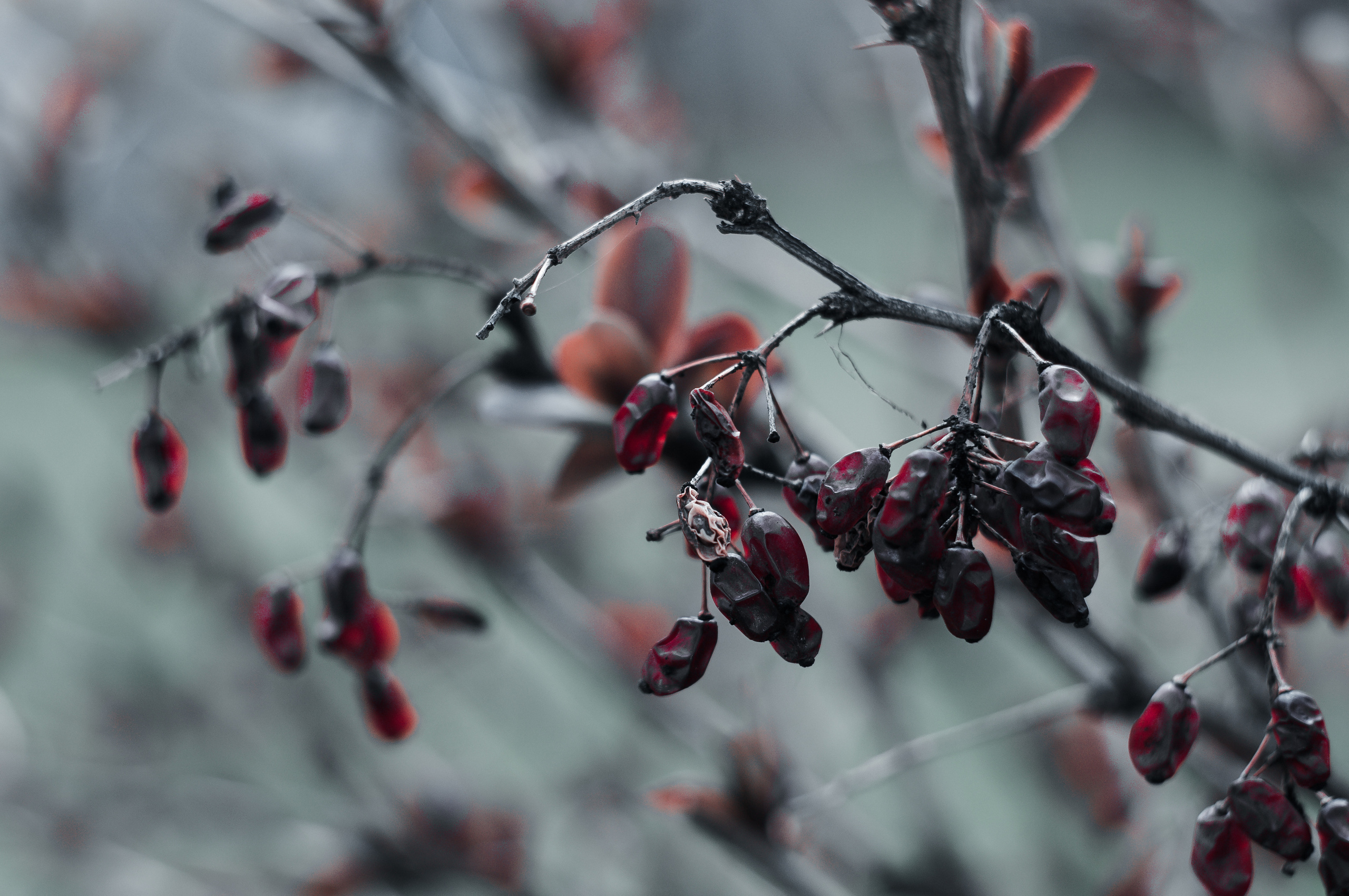 Художественное макро. Мотофотограф в Нижнем Новгороде Динара Зуйкова