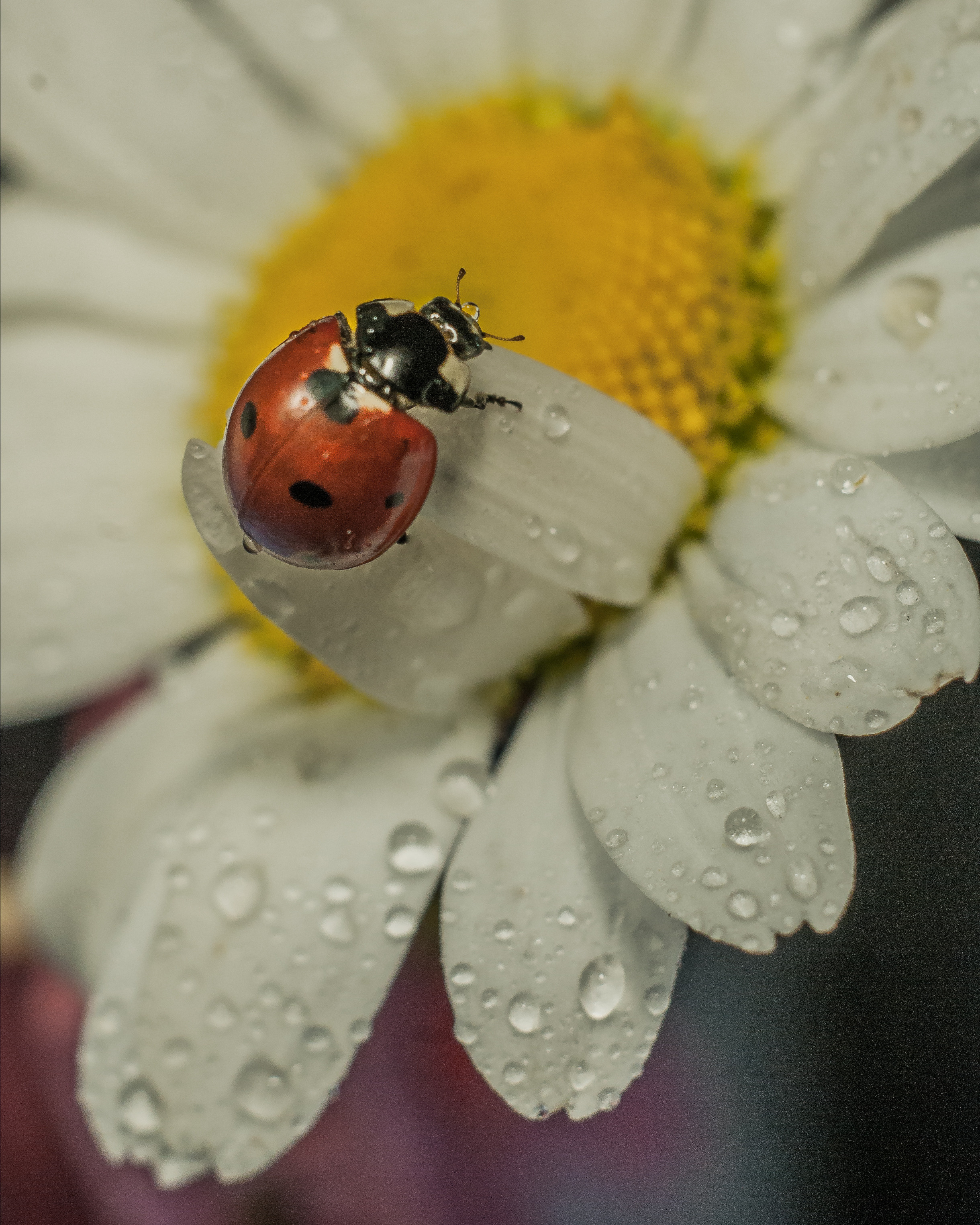 Художественное макро. Мотофотограф в Нижнем Новгороде Динара Зуйкова